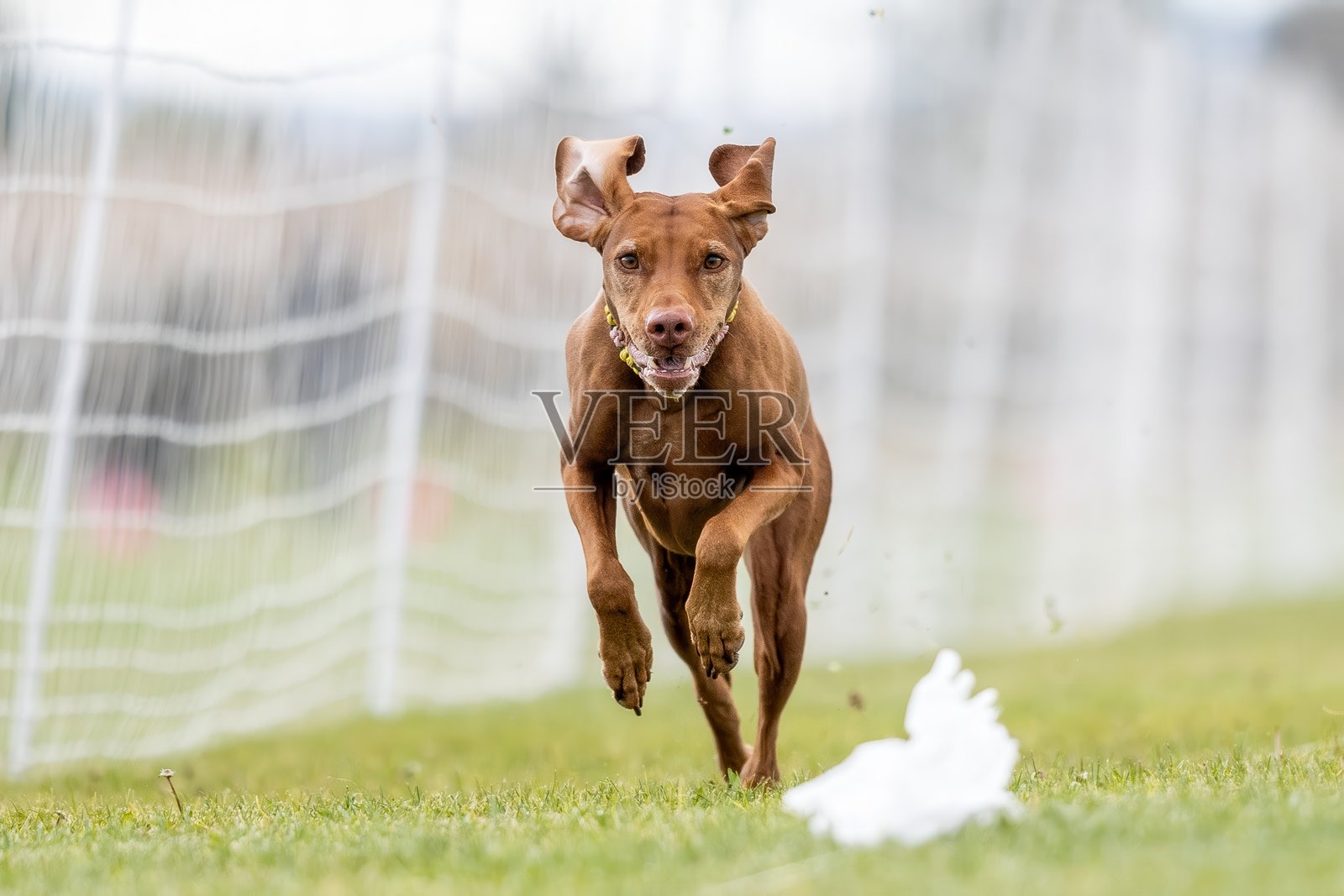 纯种维兹拉犬在诱饵跑道上冲刺,狗狗运动照片摄影图片