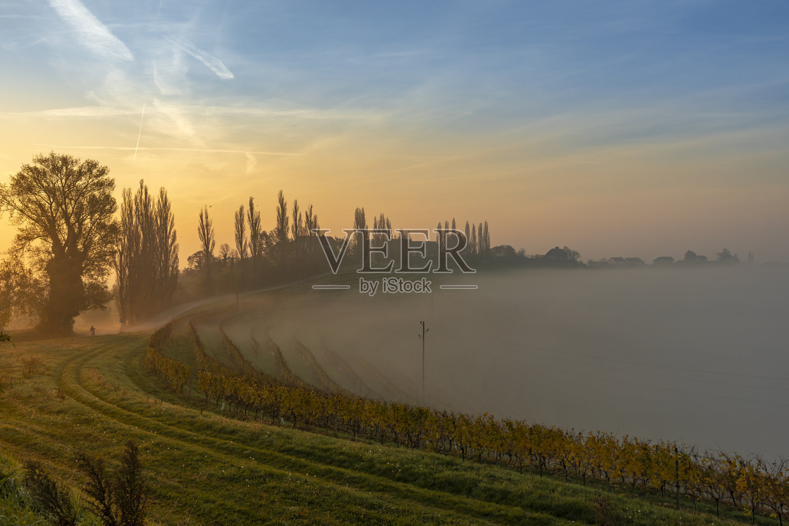 雾气弥漫的葡萄园上空的壮丽日出照片摄影图片