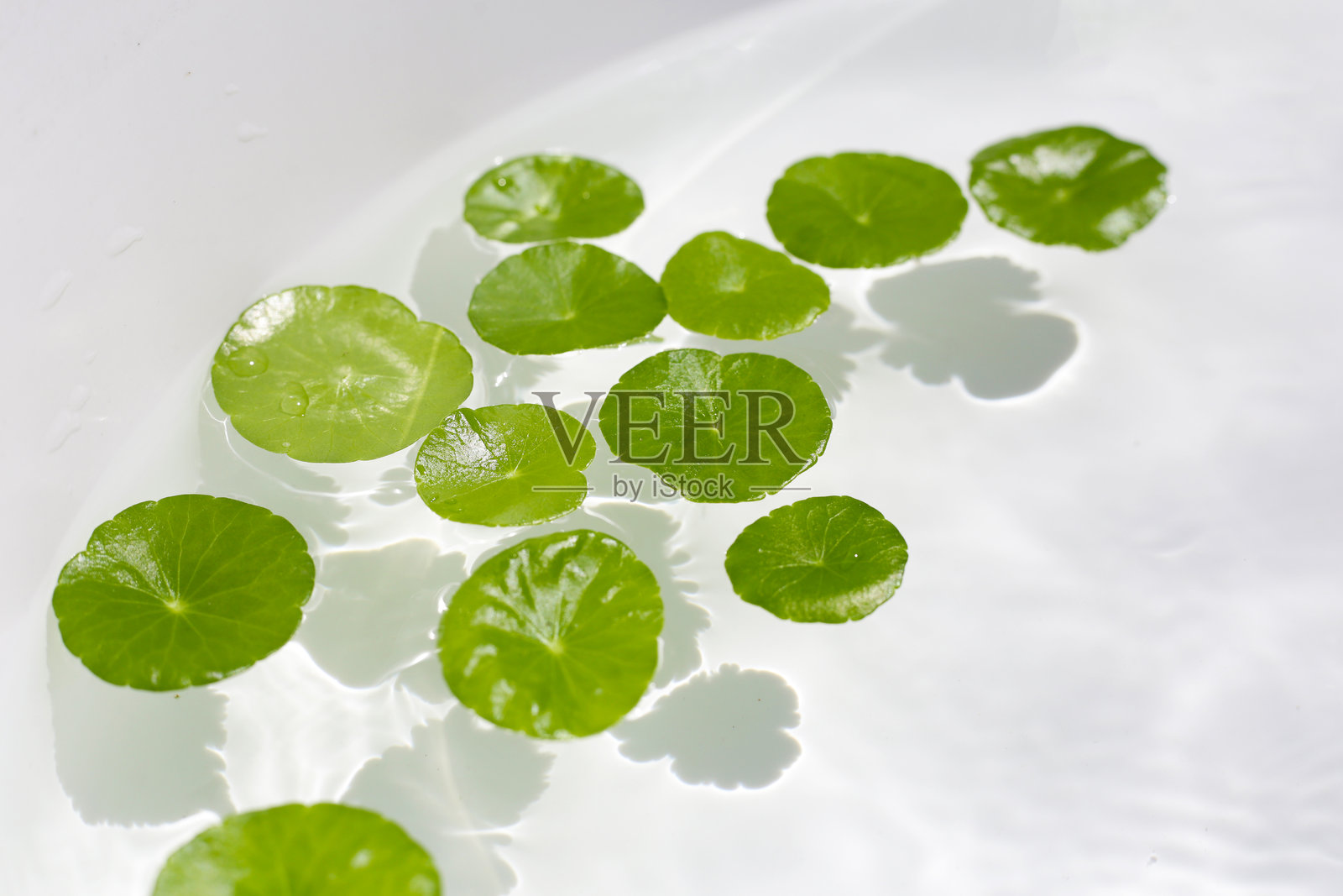 新鲜的积雪草叶子漂浮在水面上。这是一种具有多种健康益处的药用草本植物。照片摄影图片