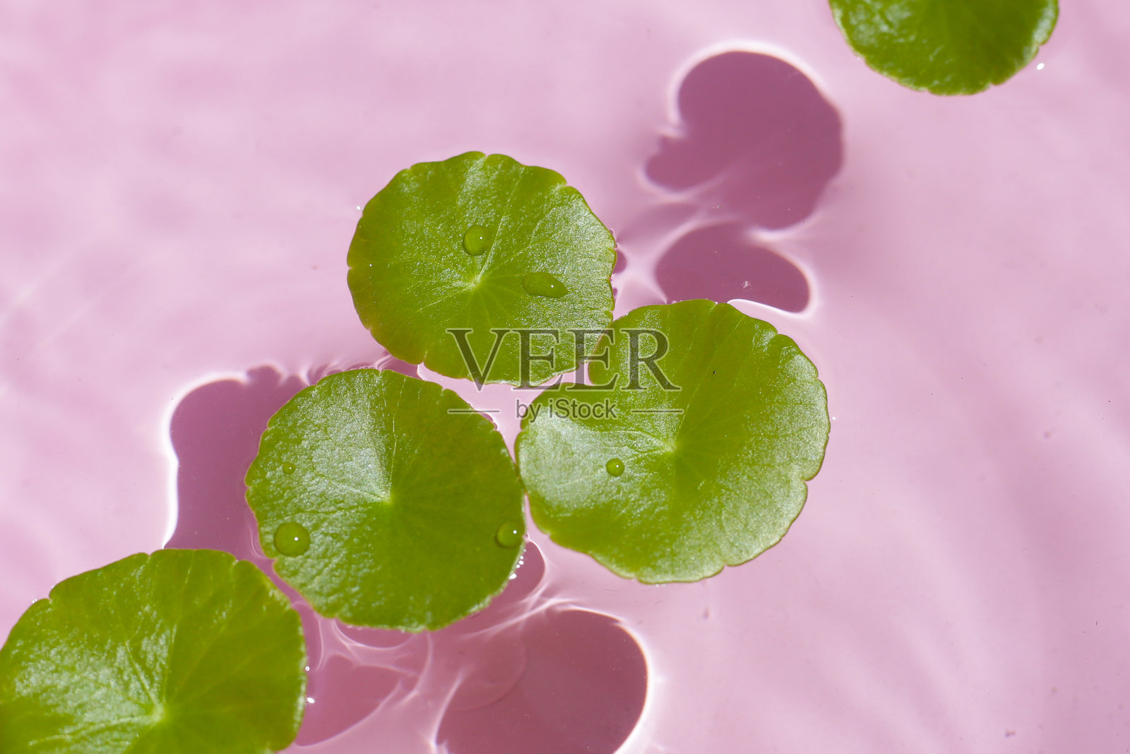 新鲜的积雪草绿叶漂浮在水面上,旁边有精油瓶照片摄影图片
