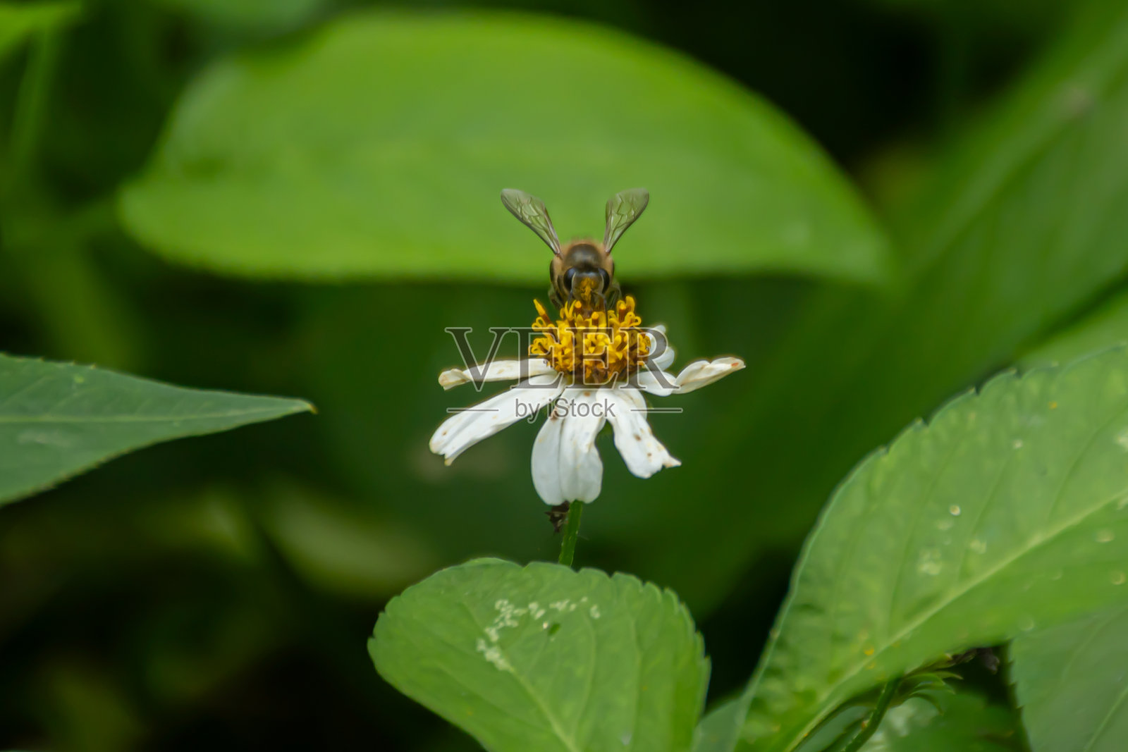 蜜蜂在盛开的白色花瓣上探索,腿上携带着黄色花粉。照片摄影图片