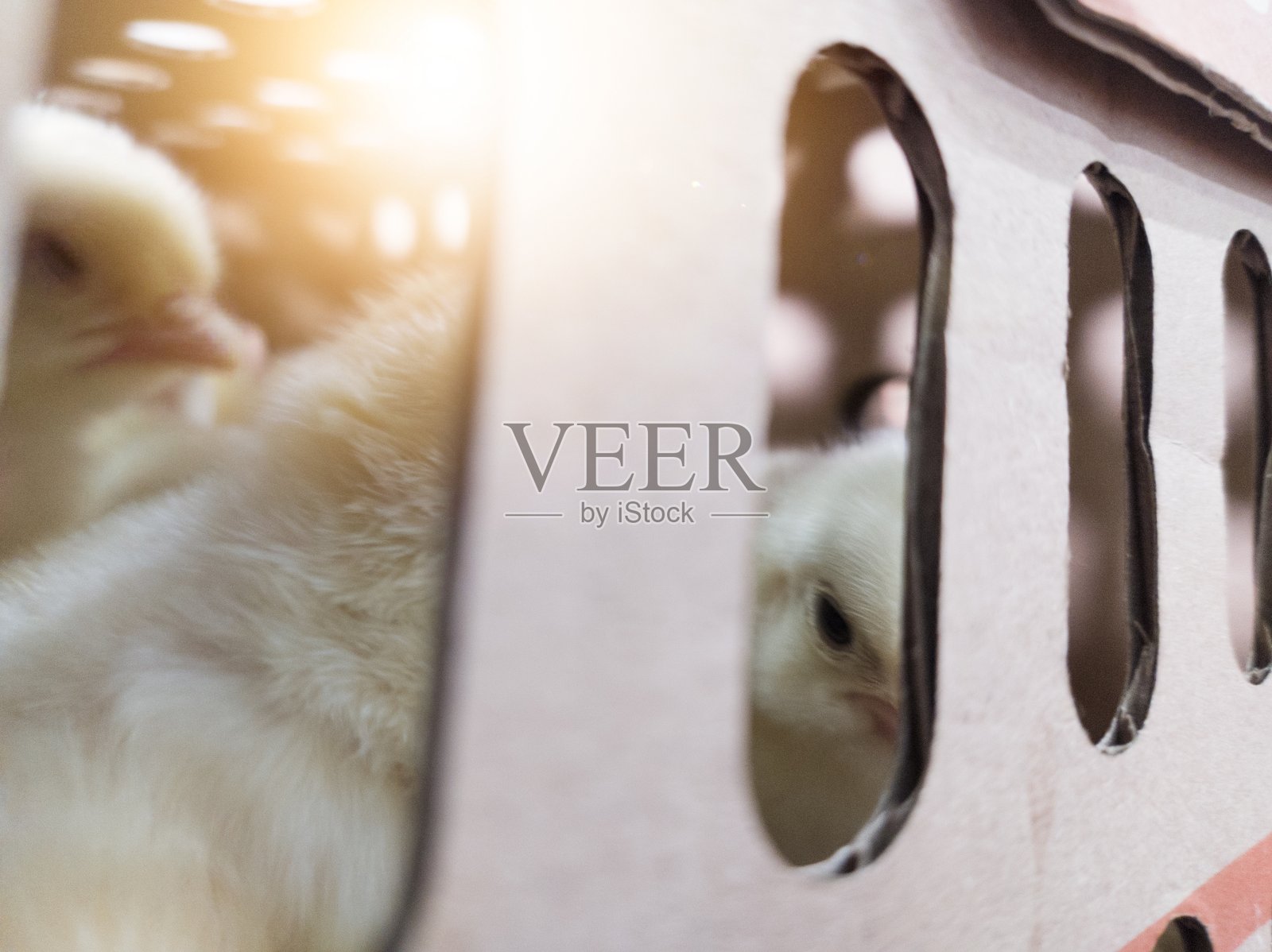 New born chickens in packing box ready to be distributed照片摄影图片