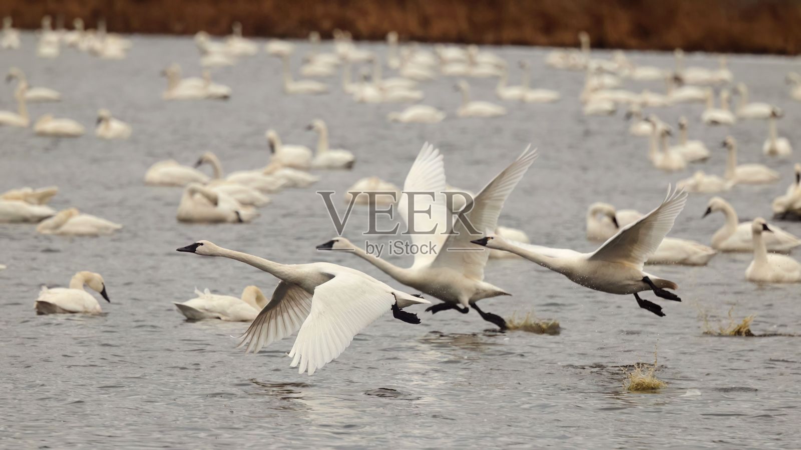优雅的天鹅在宁静的湖面上飞翔。照片摄影图片