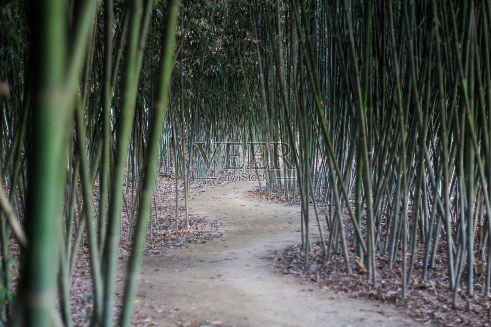 绿色竹林照片摄影图片
