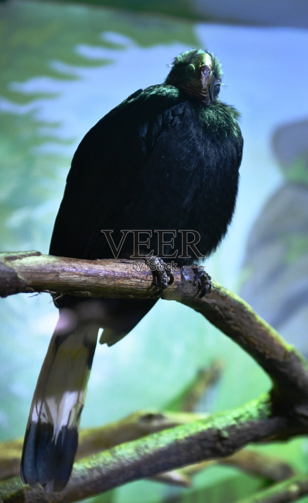 异国情调的鸟类照片摄影图片