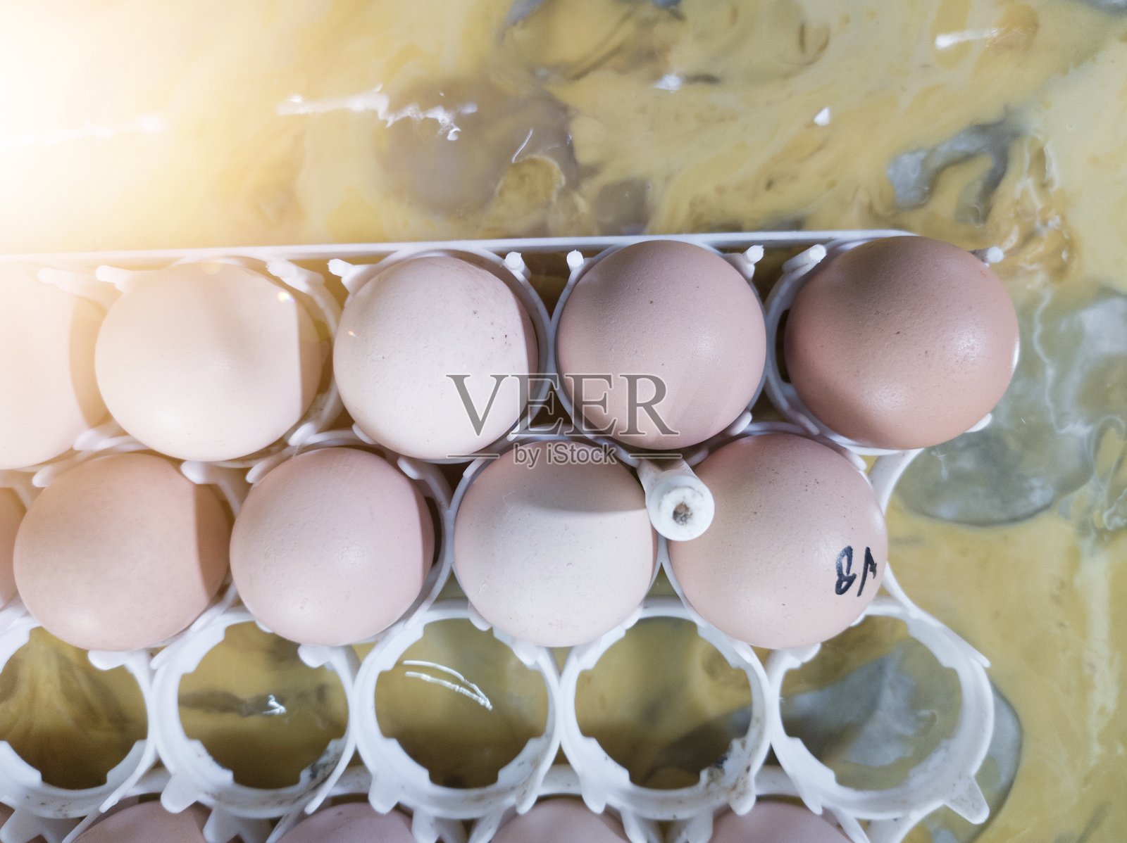 用于孵化场生产分析的鸡蛋和蛋黄。照片摄影图片