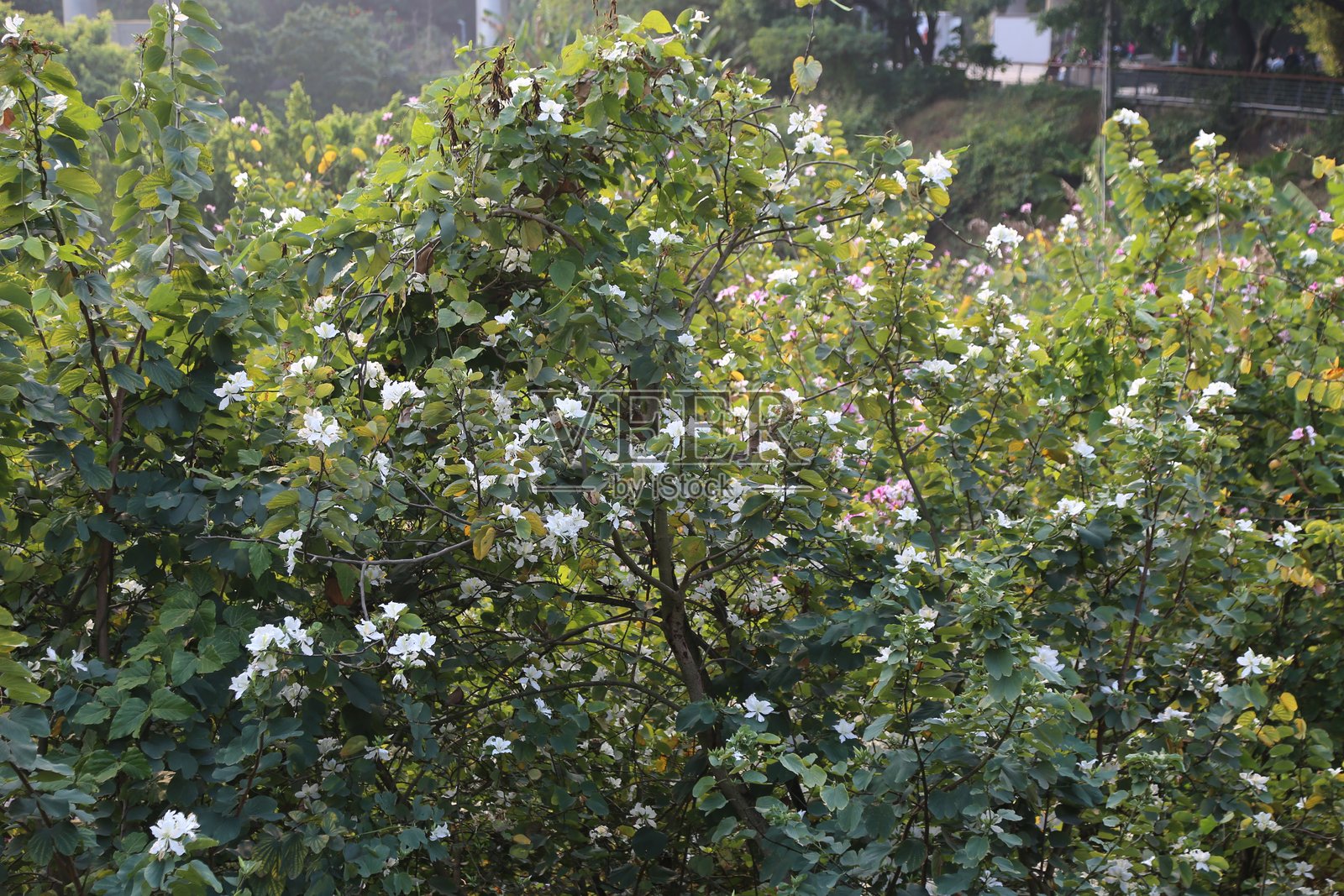 公园里的梨树灌木开满了美丽而茂盛的白色花朵。照片摄影图片