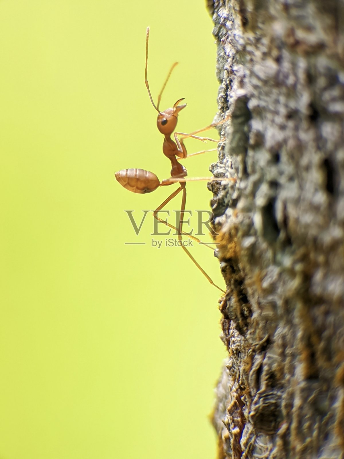 织叶蚁或绿蚁正在树干上行走照片摄影图片