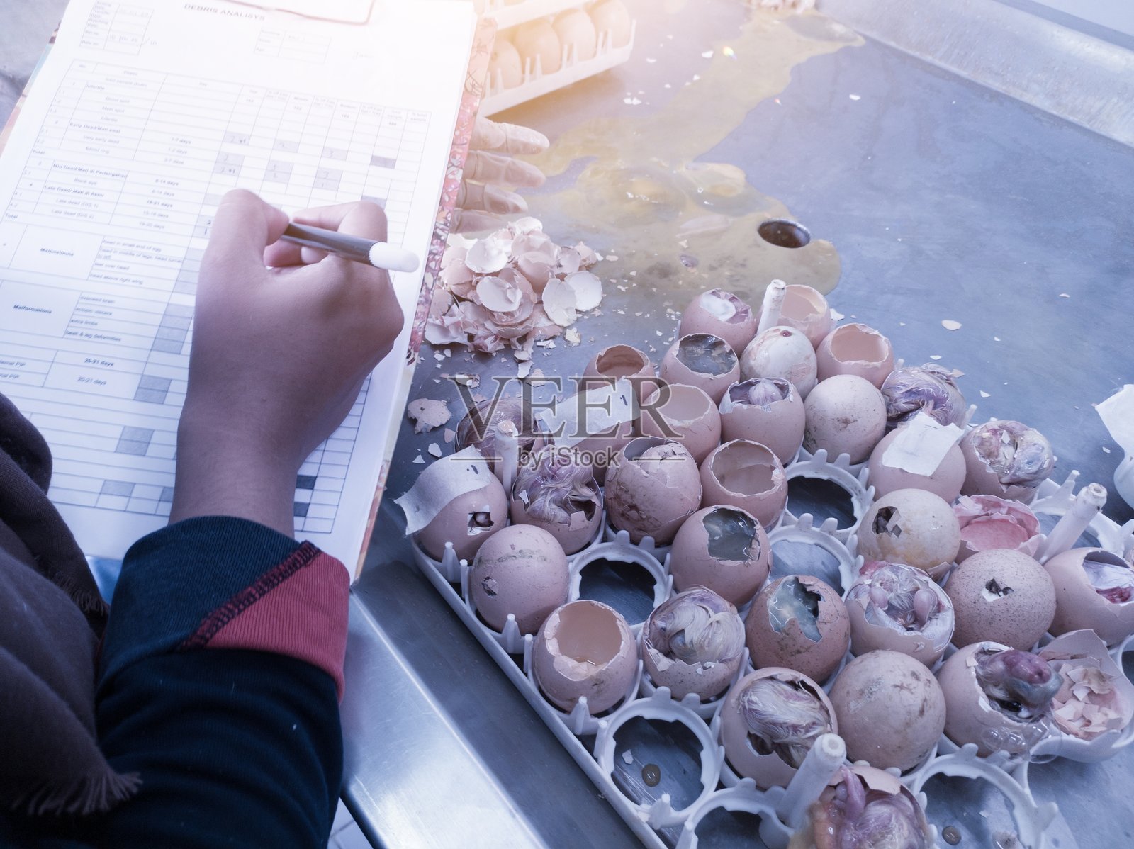 质量控制人员在工业孵化场对未孵化的蛋进行碎片分析照片摄影图片