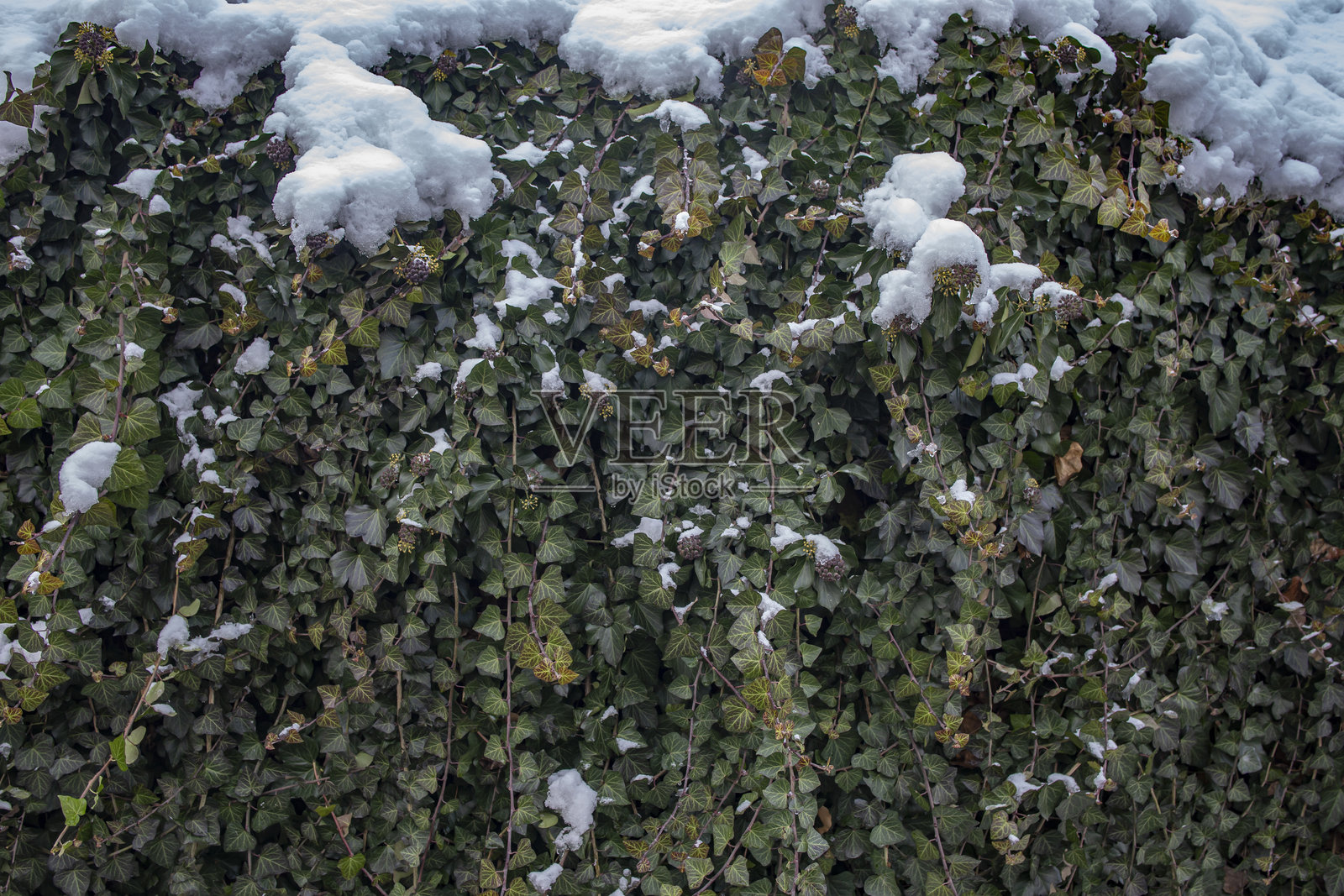 常春藤攀爬的篱笆,雪与绿叶交织的抽象背景照片摄影图片