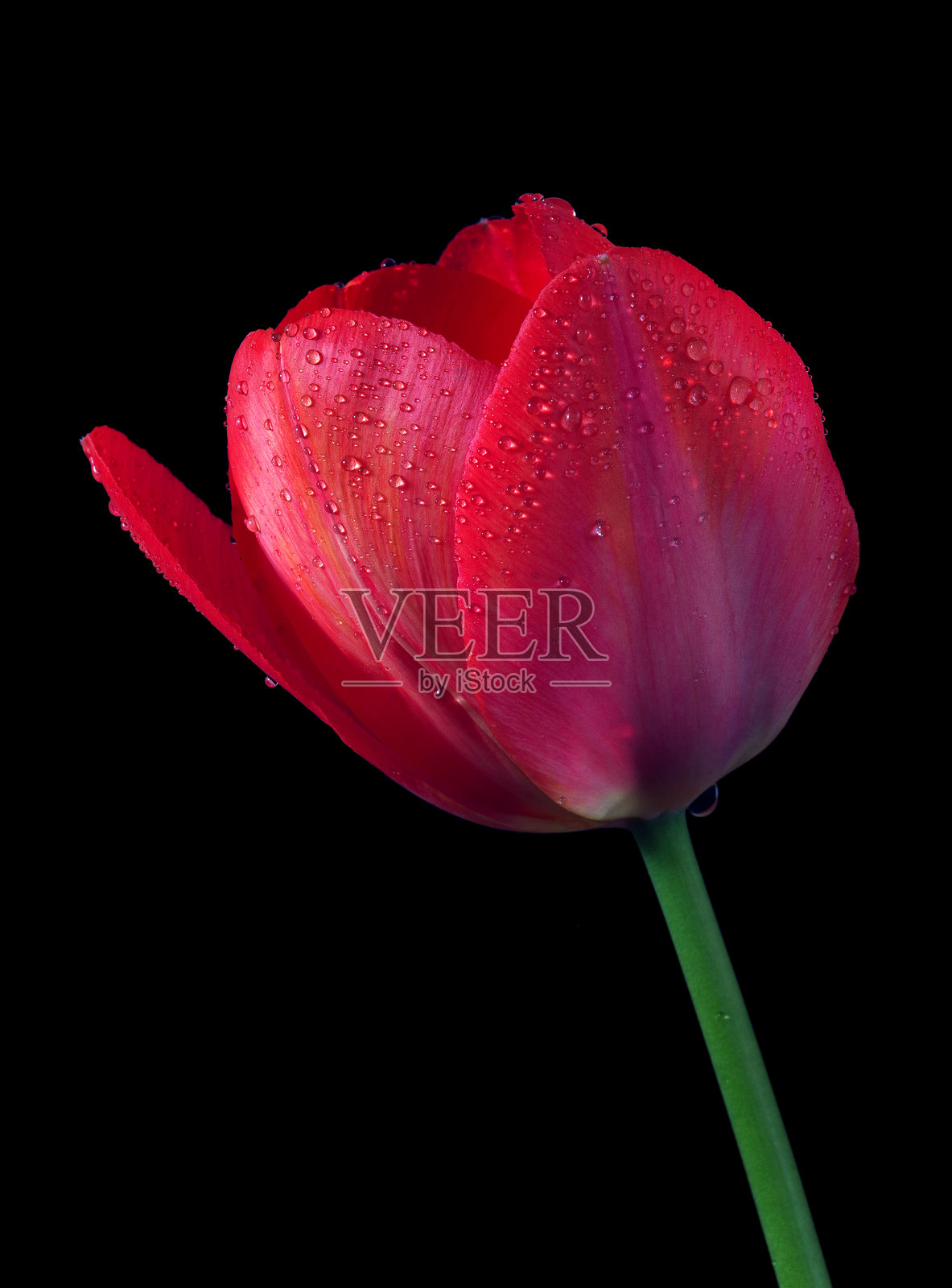 鲜艳多彩的红色郁金香在水滴中,背景为黑色。照片摄影图片