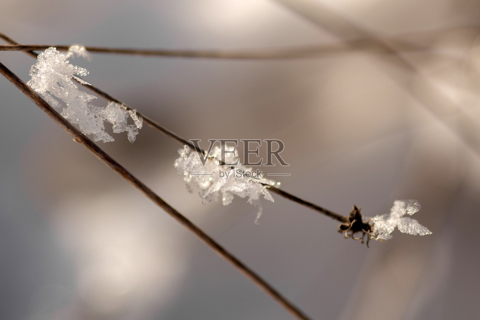 冬季森林场景照片摄影图片