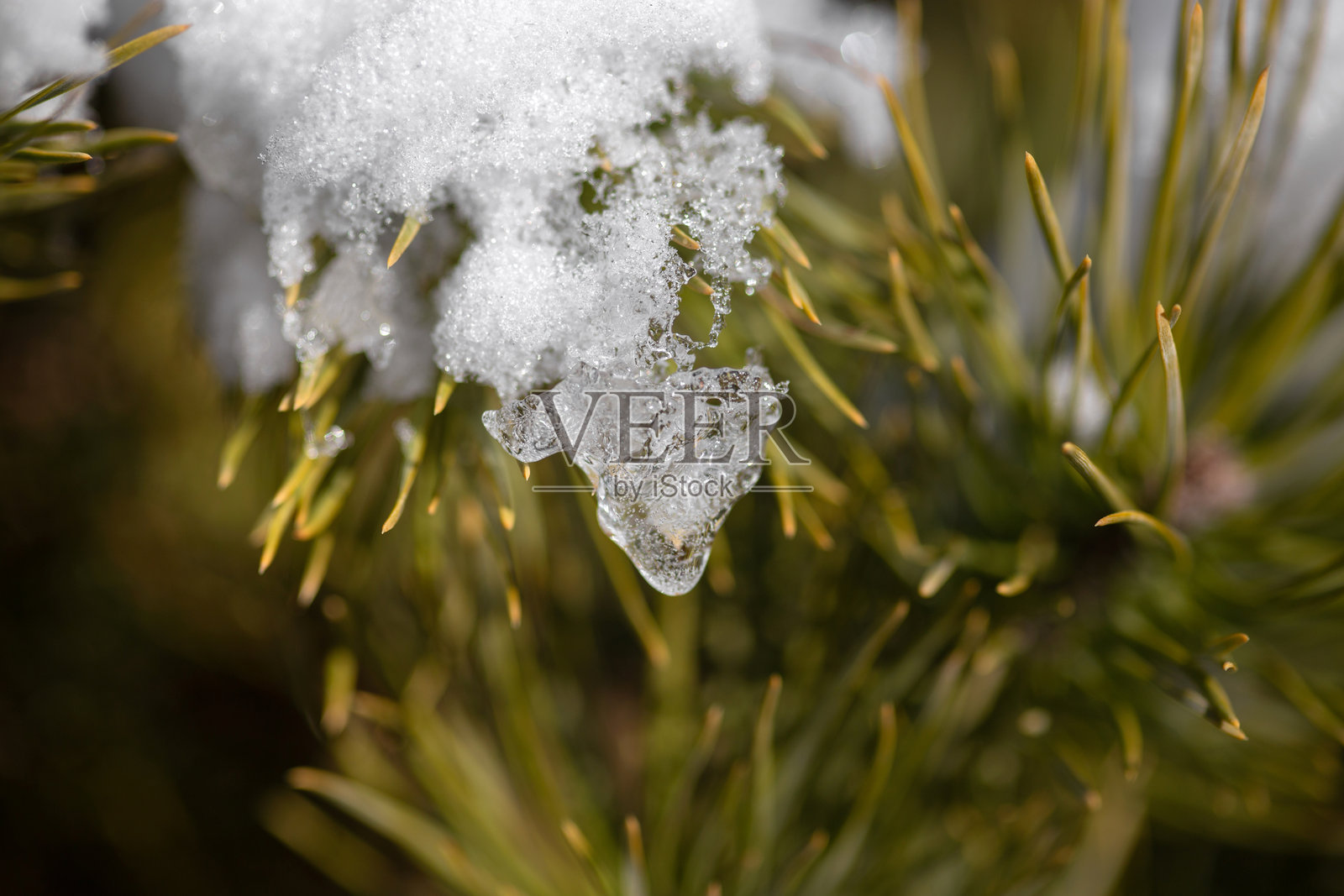 冬季森林场景照片摄影图片