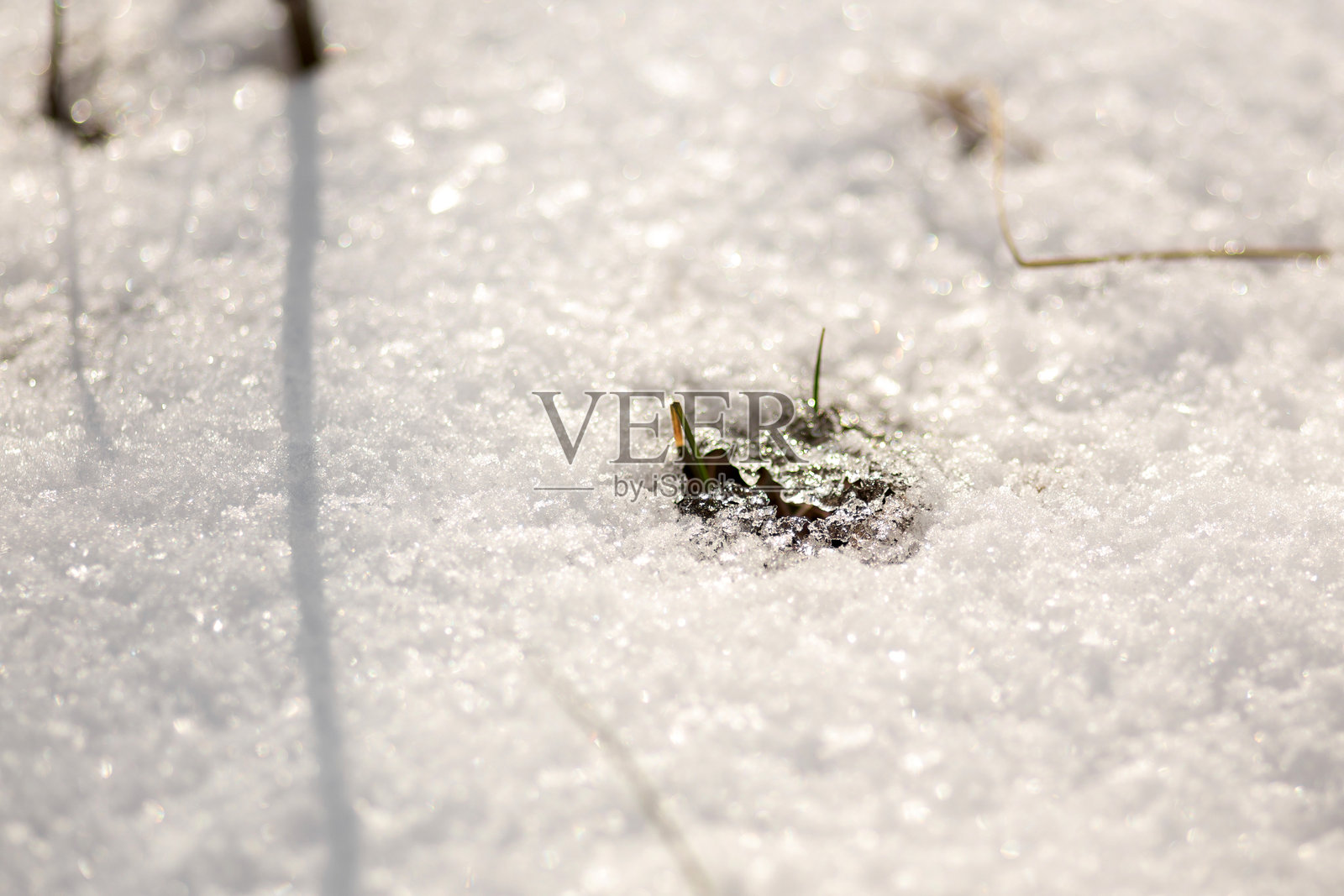 冬季森林场景照片摄影图片