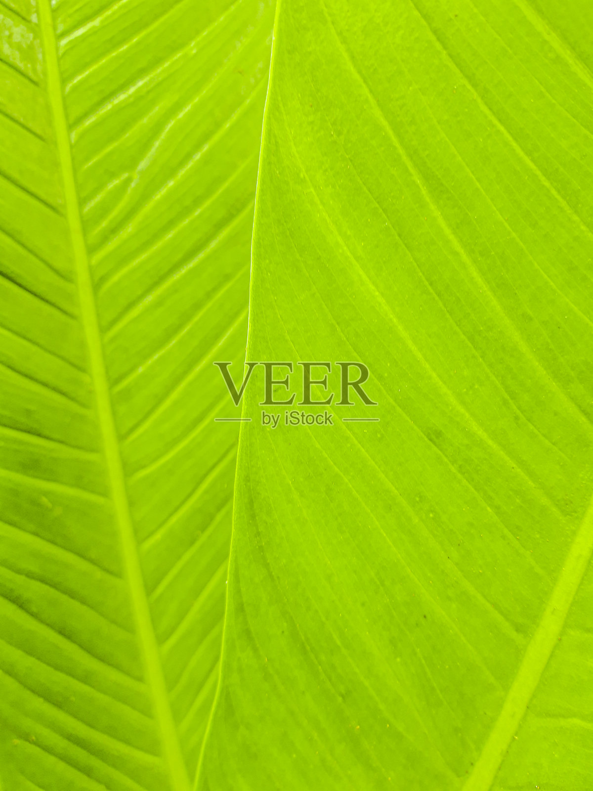 绿色叶子背景照片摄影图片