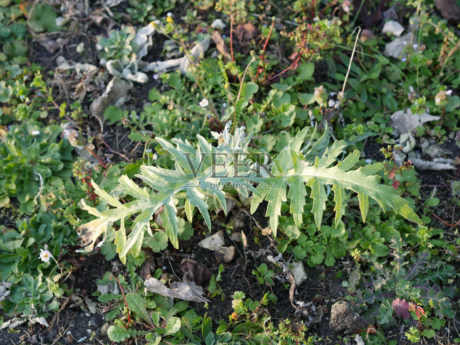 朝鲜蓟叶 - Cynara cardunculus照片摄影图片