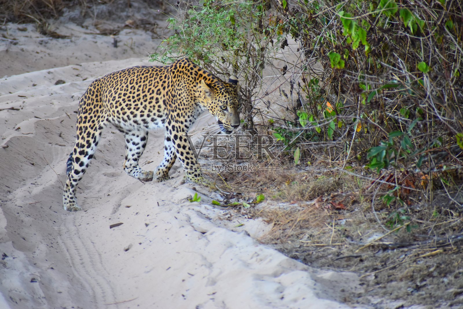 杰西卡:斯里兰卡(威尔帕图)标志性的雌性豹子照片摄影图片