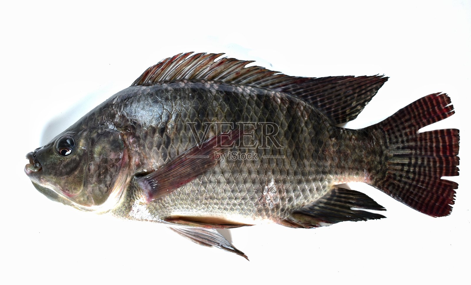 鱼照片摄影图片