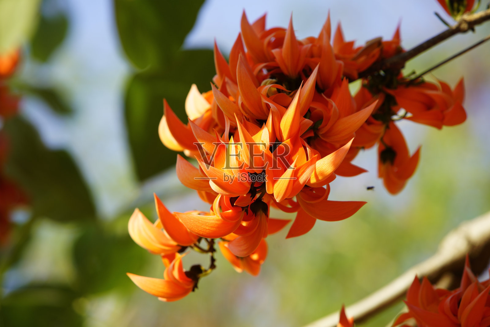 鲜艳的橙色花朵在晴朗的蓝天中绽放照片摄影图片