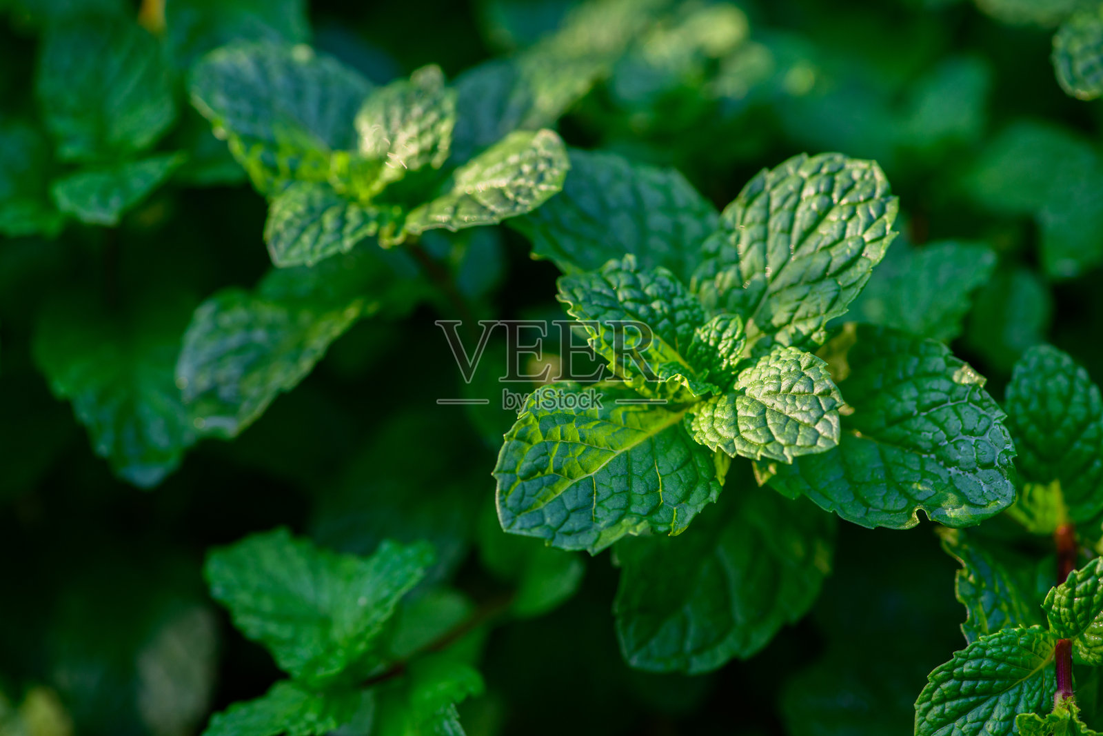 薄荷、香蜂草和胡椒薄荷的新鲜绿叶,俯视图。薄荷叶纹理。薄荷叶图案,薄荷草本植物自然风光。照片摄影图片