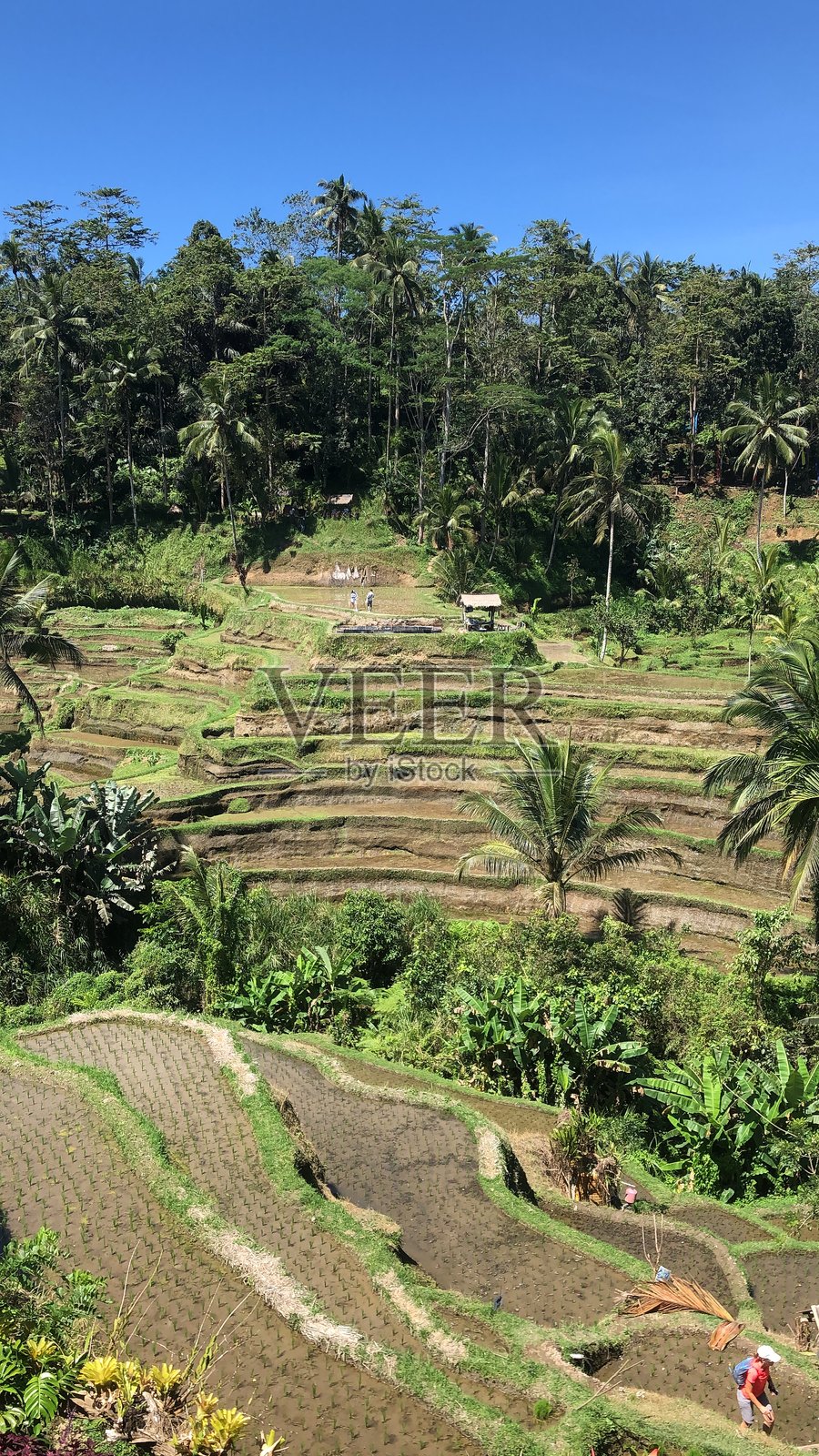 稻田梯田照片摄影图片