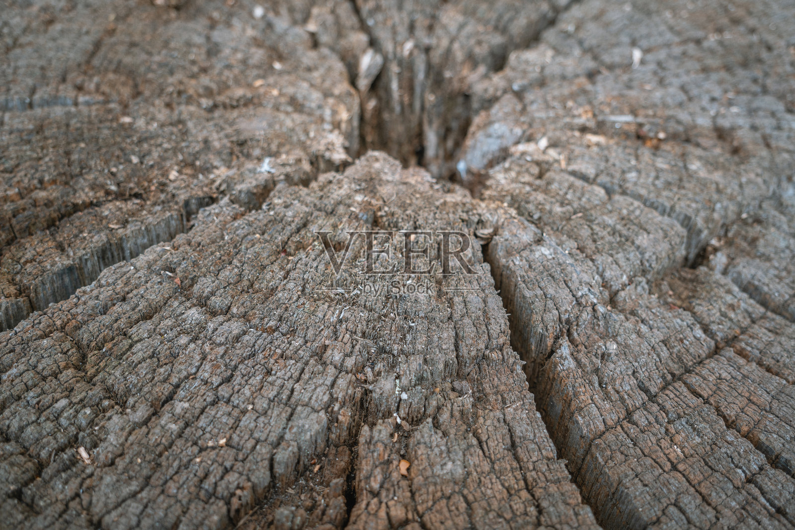 里士满公园。木材上的时间印记照片摄影图片