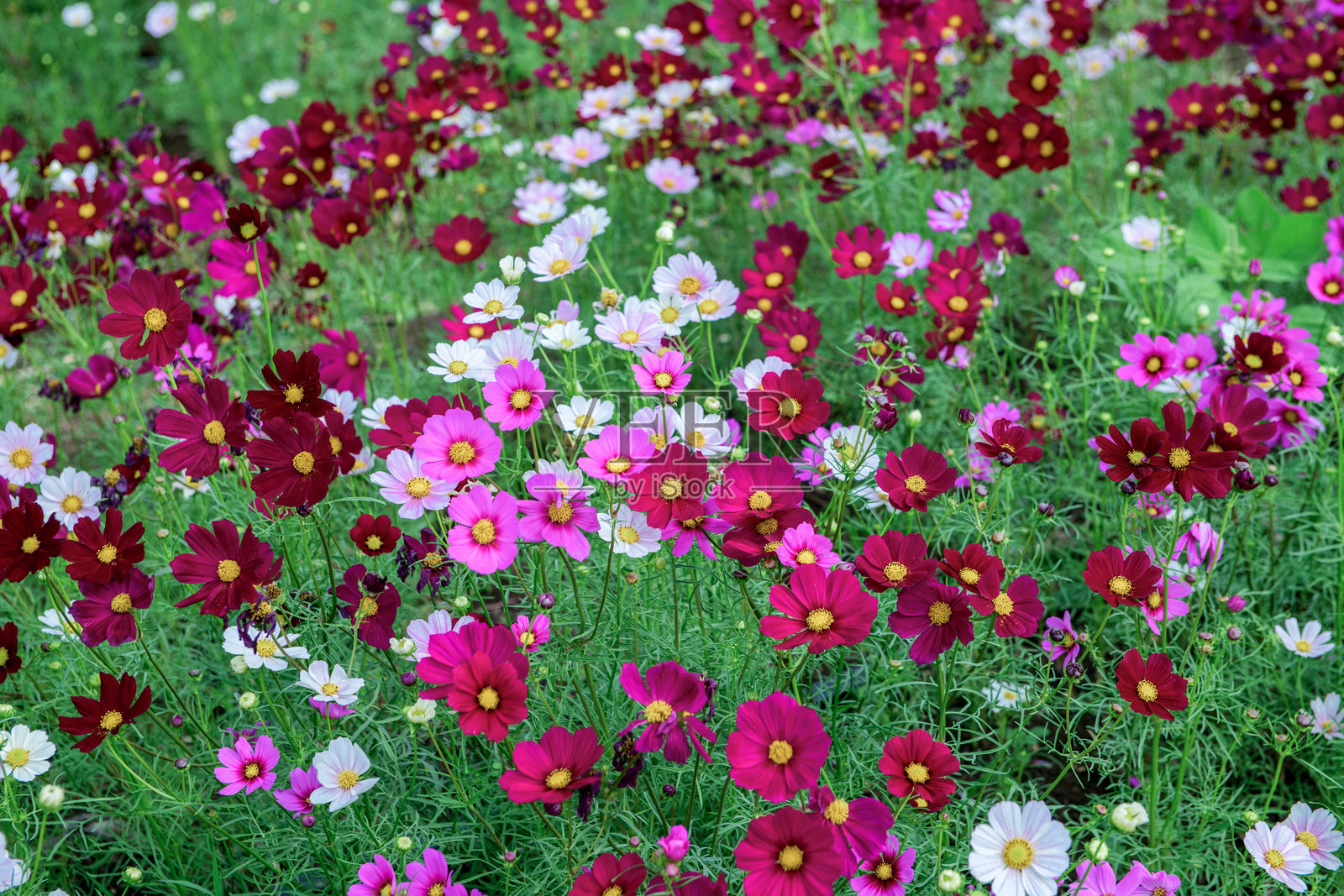 美丽的粉色大波斯菊花在农田中。泰国罗布里冬季的花田。照片摄影图片
