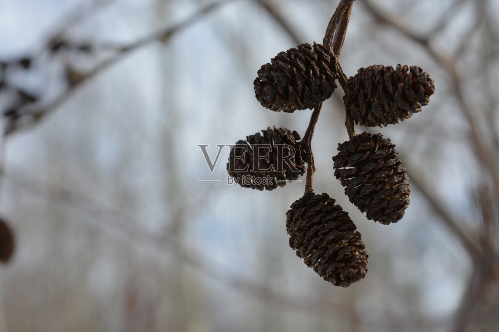 小棕色的桤木球果照片摄影图片