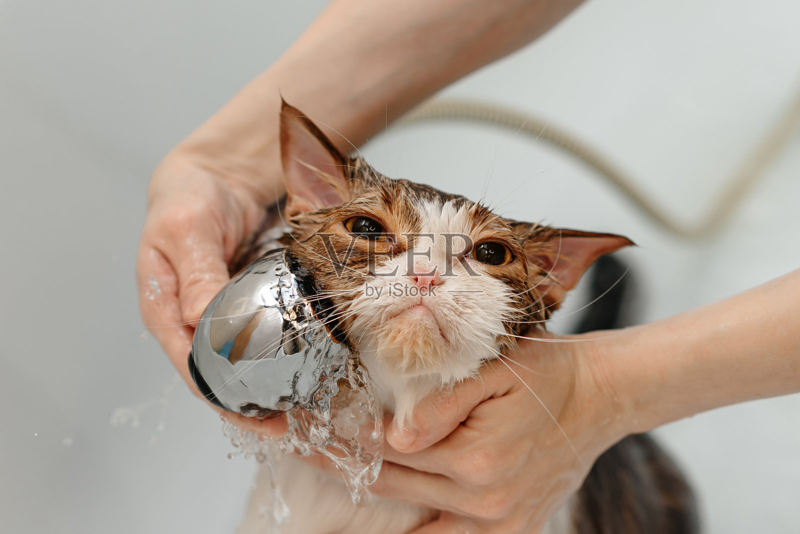 在白色浴缸里洗澡的烟熏猫照片摄影图片