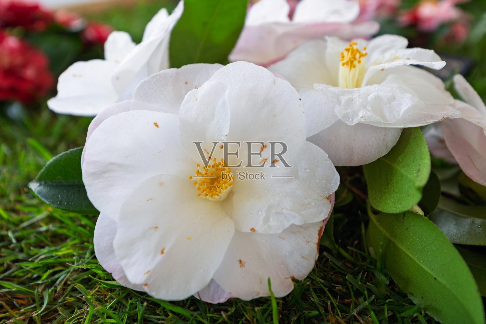 鲜艳的山茶花照片摄影图片