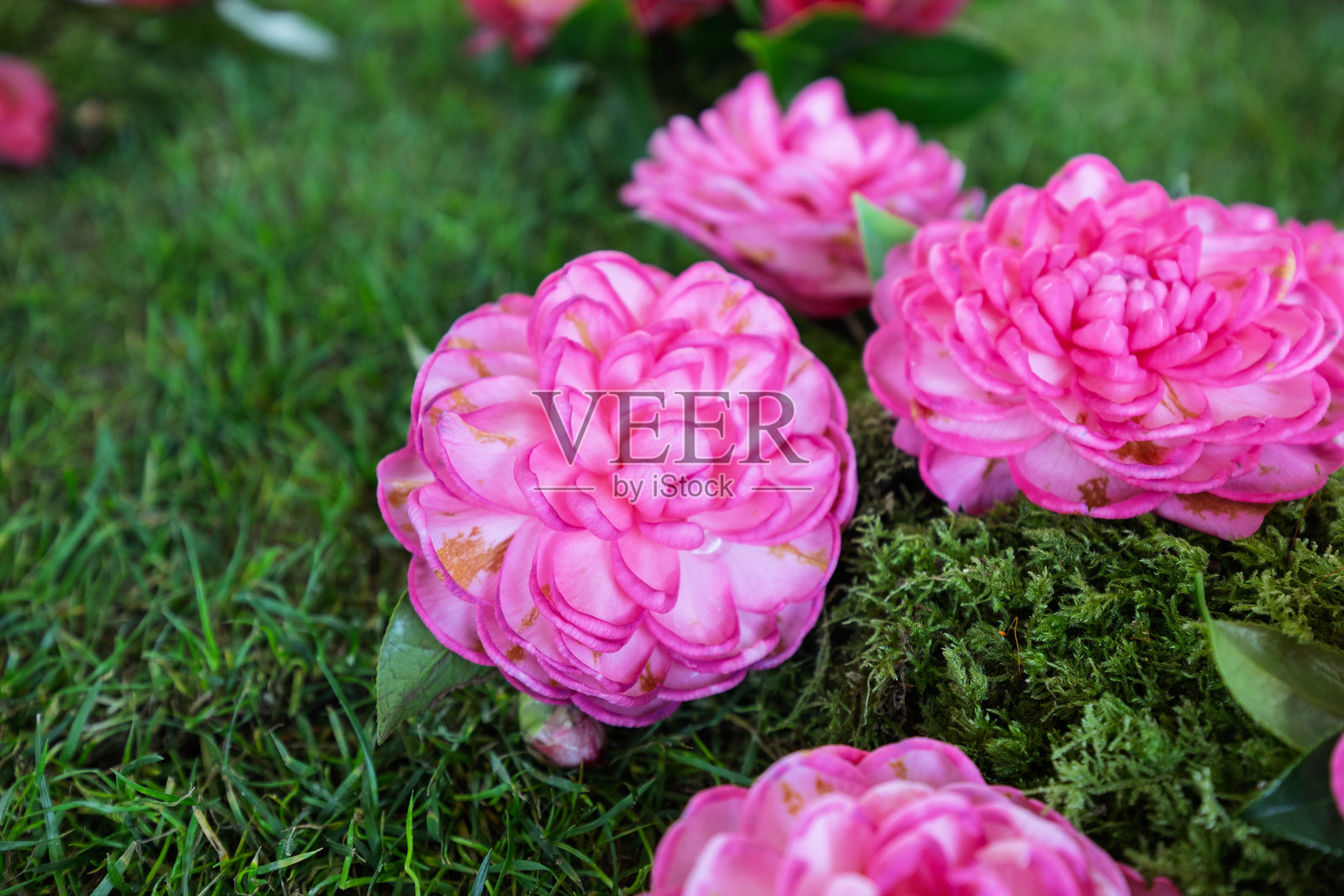 鲜艳的山茶花照片摄影图片