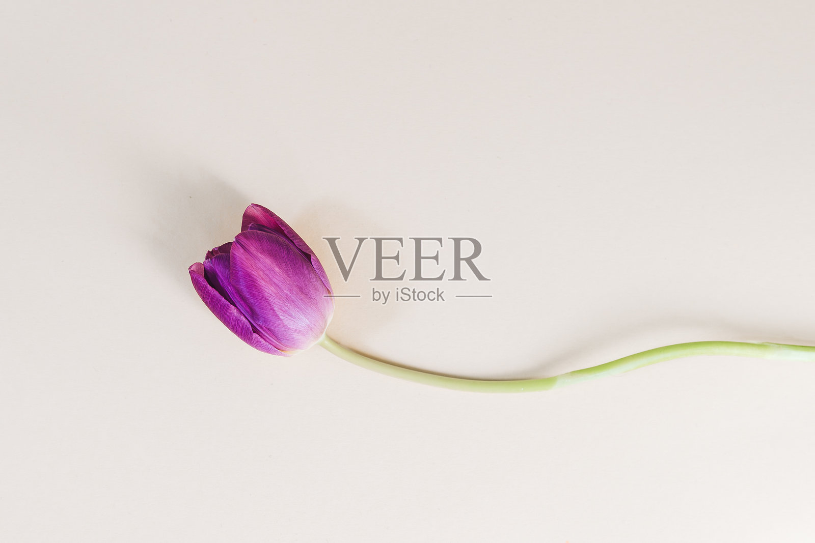 紫色郁金香花的特写,背景为米色,留有文字空间。照片摄影图片