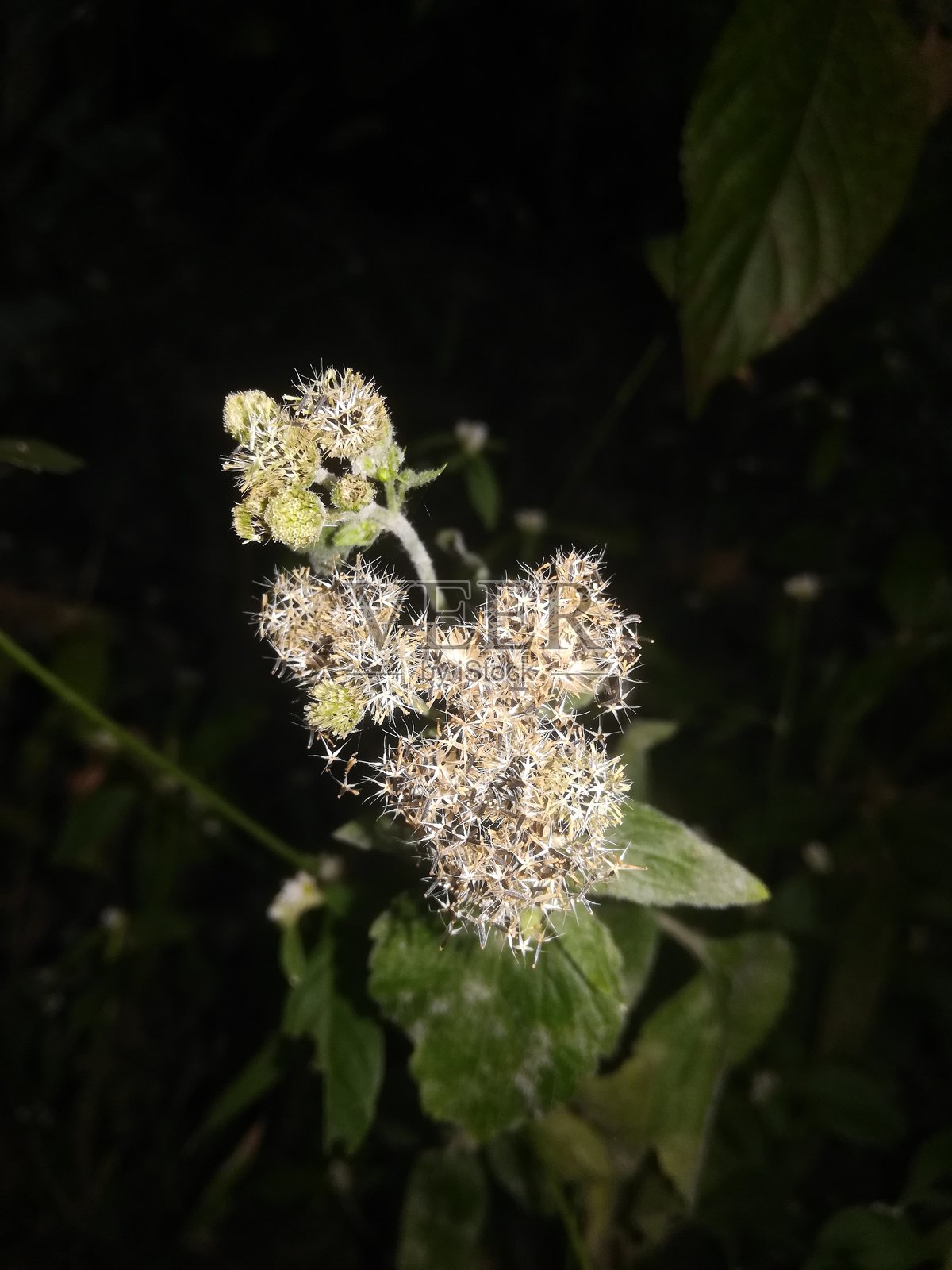 植物上的小花朵景观照片摄影图片