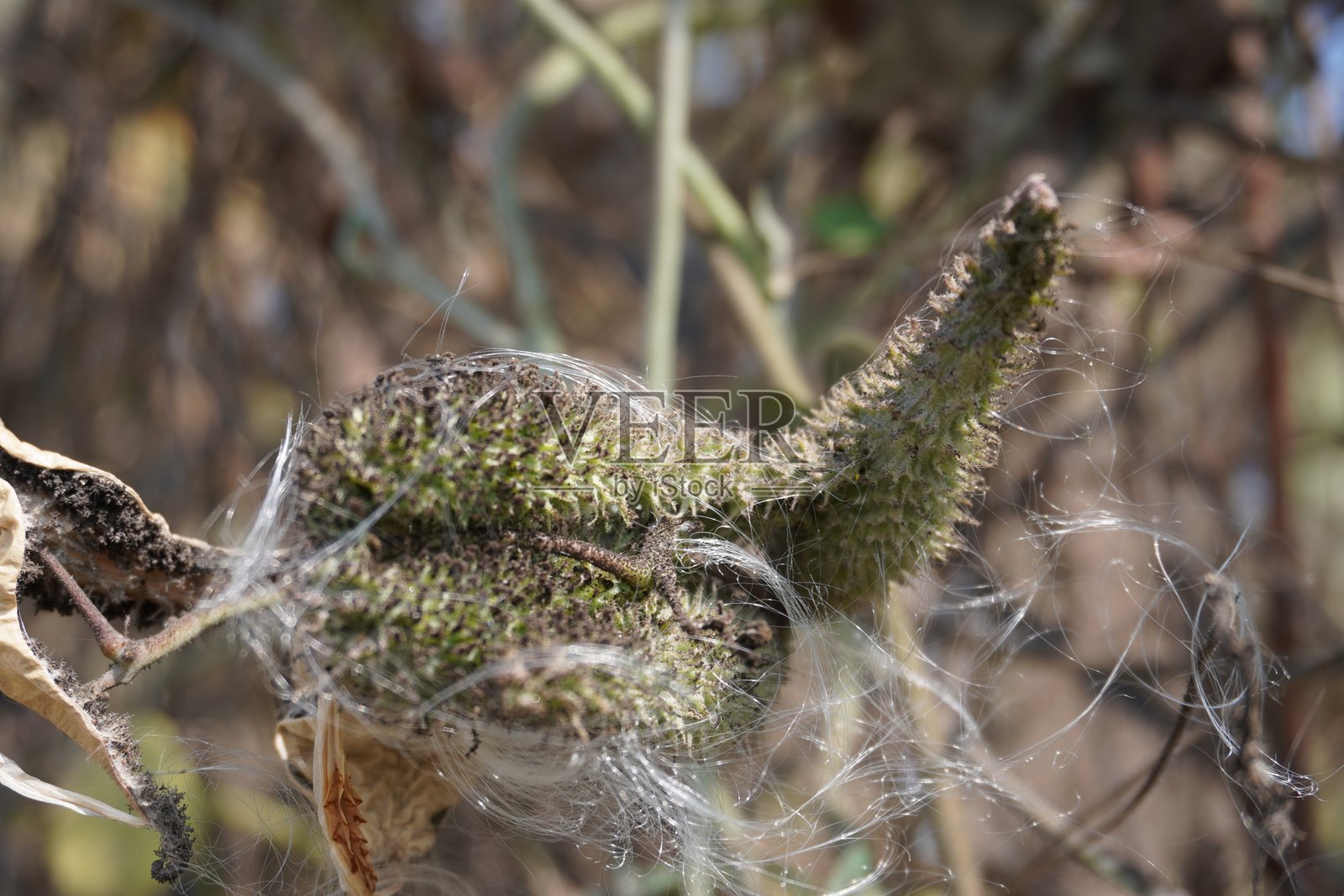 细枝柳(Salix gracilistyla)特写,背景模糊。照片摄影图片