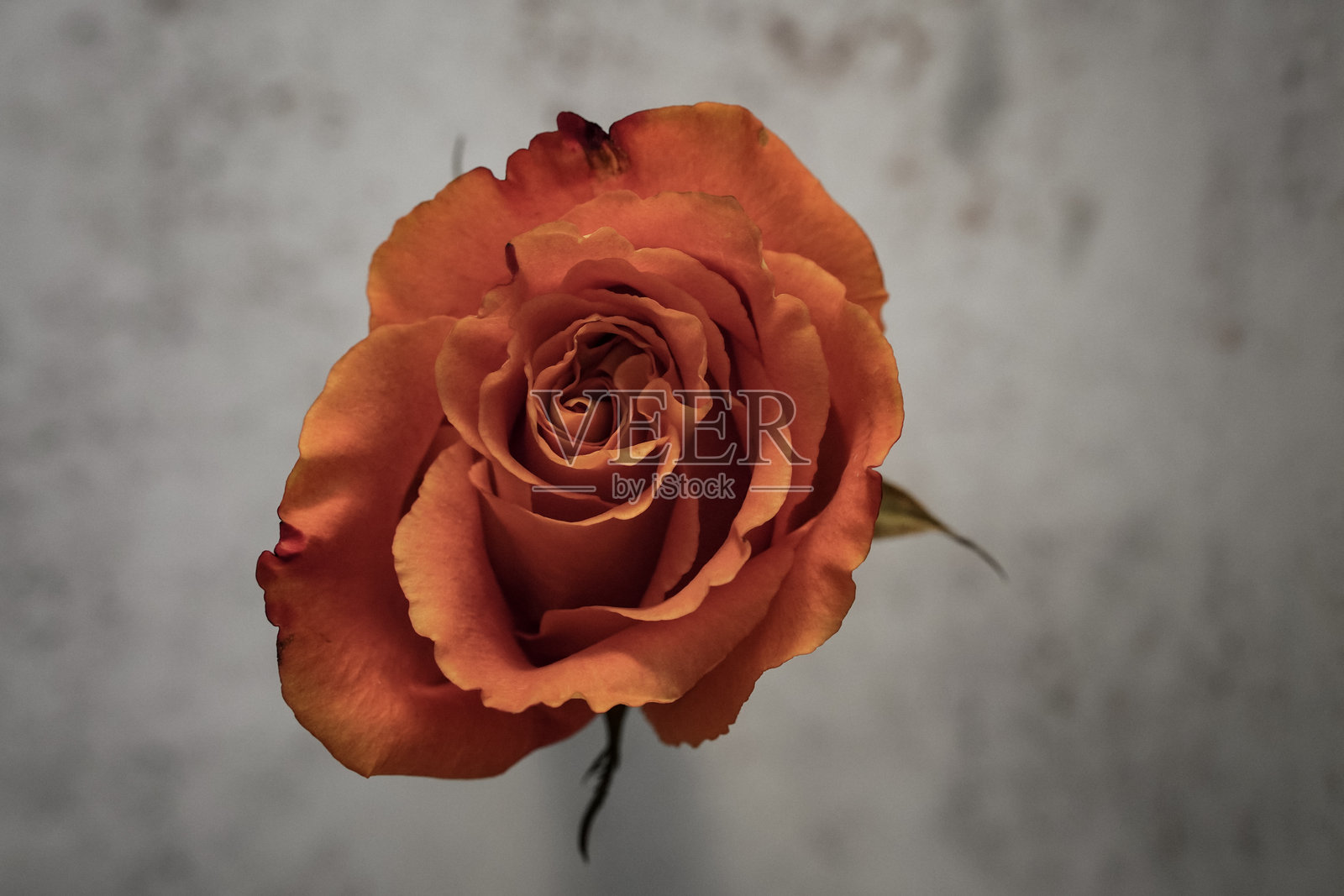 单朵橙色玫瑰照片摄影图片