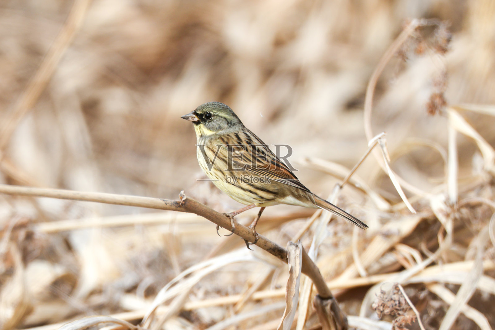 黑脸鹀栖息在草茎上。照片摄影图片