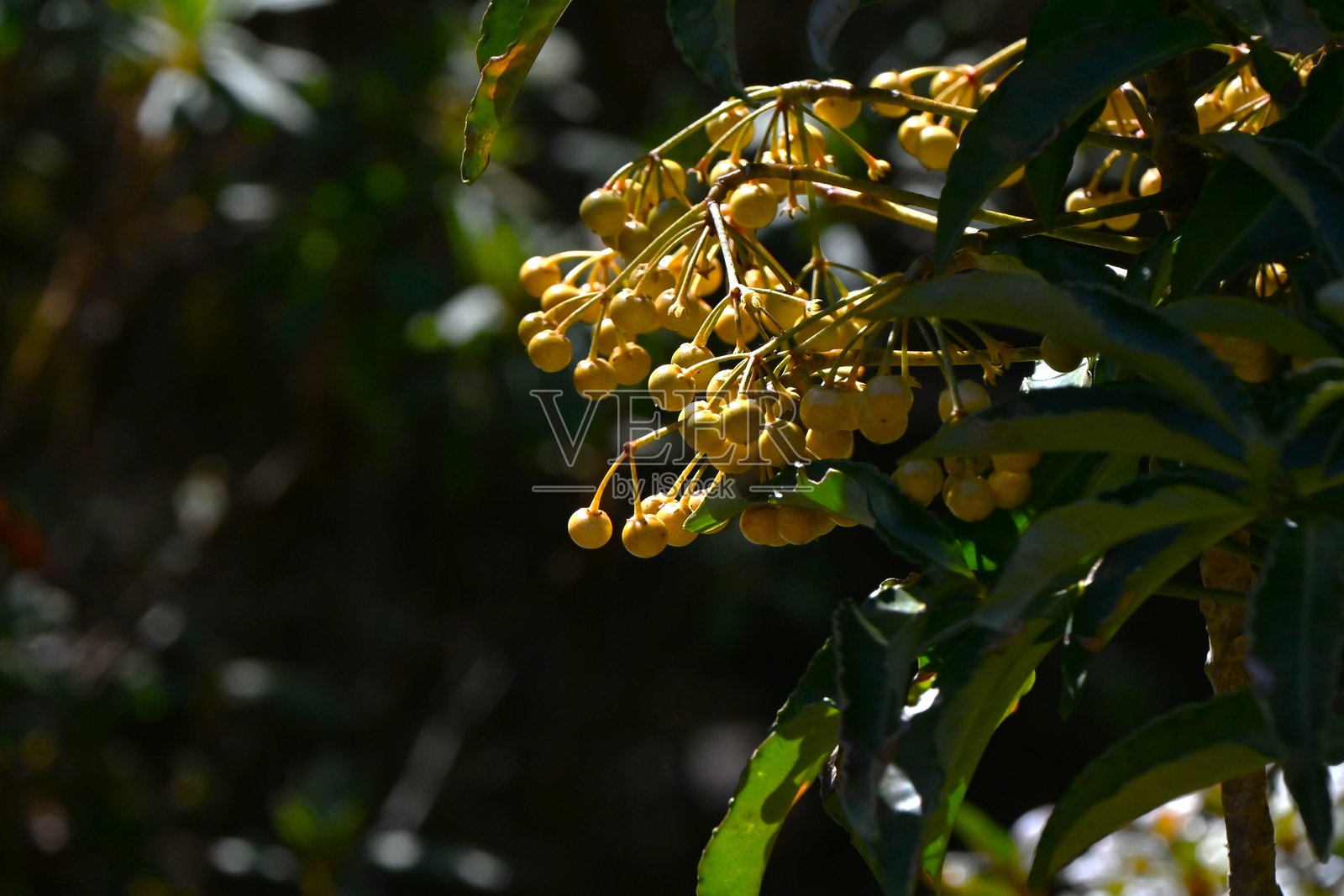 珊瑚灌木(Ardisia crenata)黄色浆果。报春花科常绿灌木Ardisia。照片摄影图片
