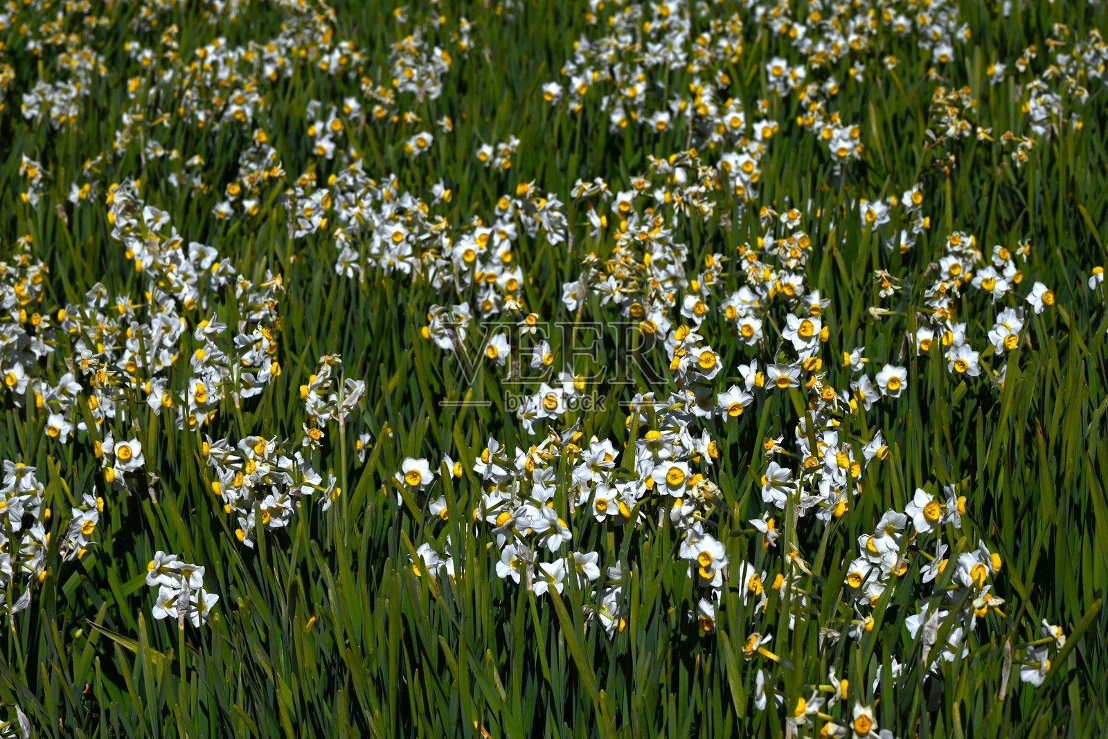 水仙花。石蒜科多年生球根植物。照片摄影图片
