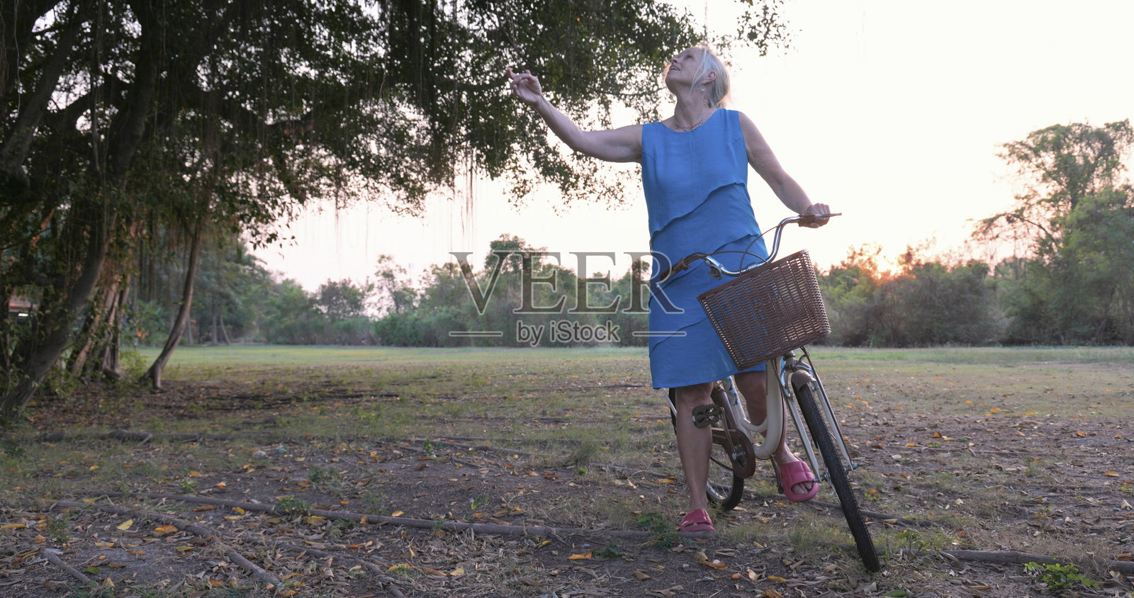黄昏时分,骑自行车的女人在榕树下停下。照片摄影图片