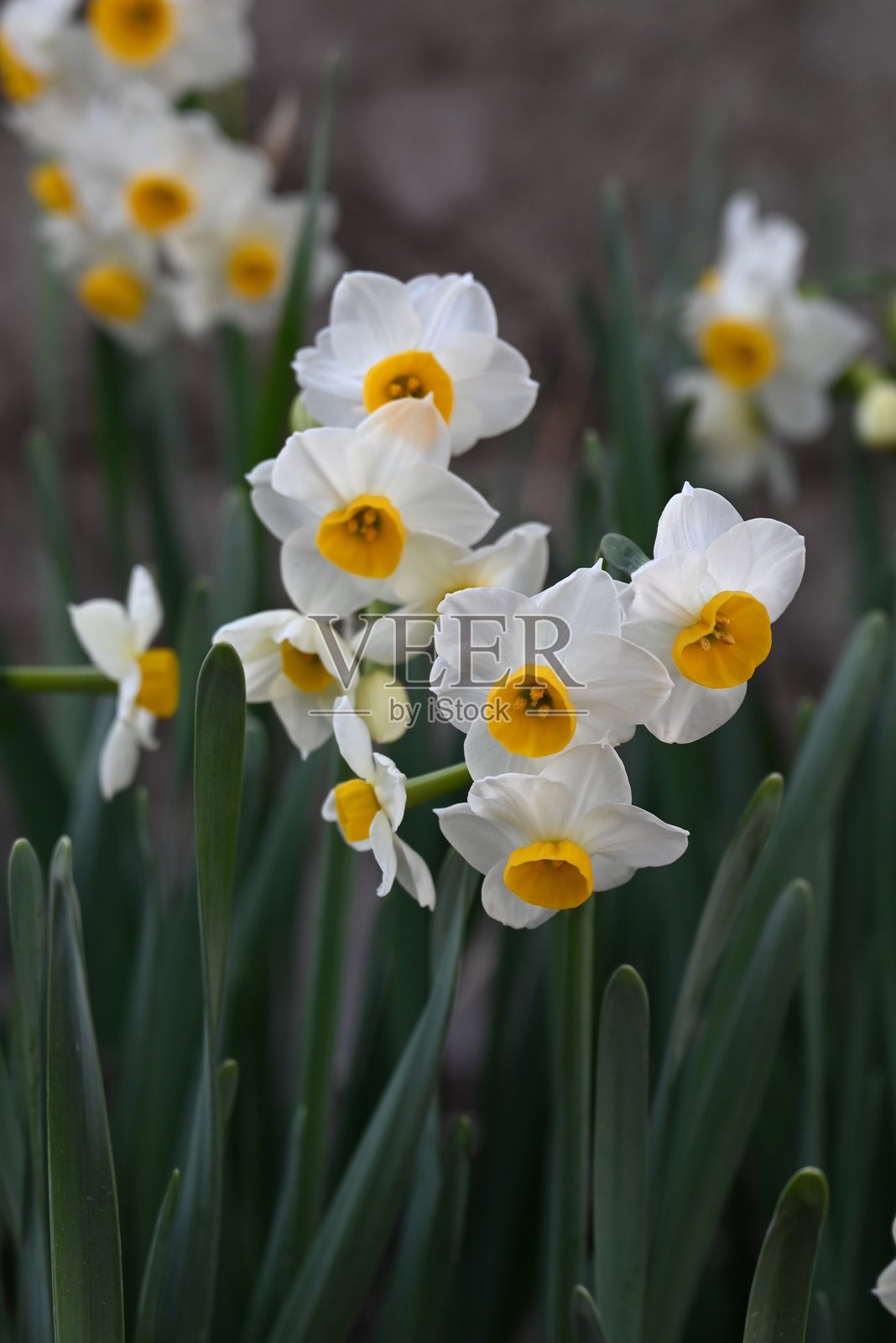 水仙花。石蒜科多年生球根植物。照片摄影图片