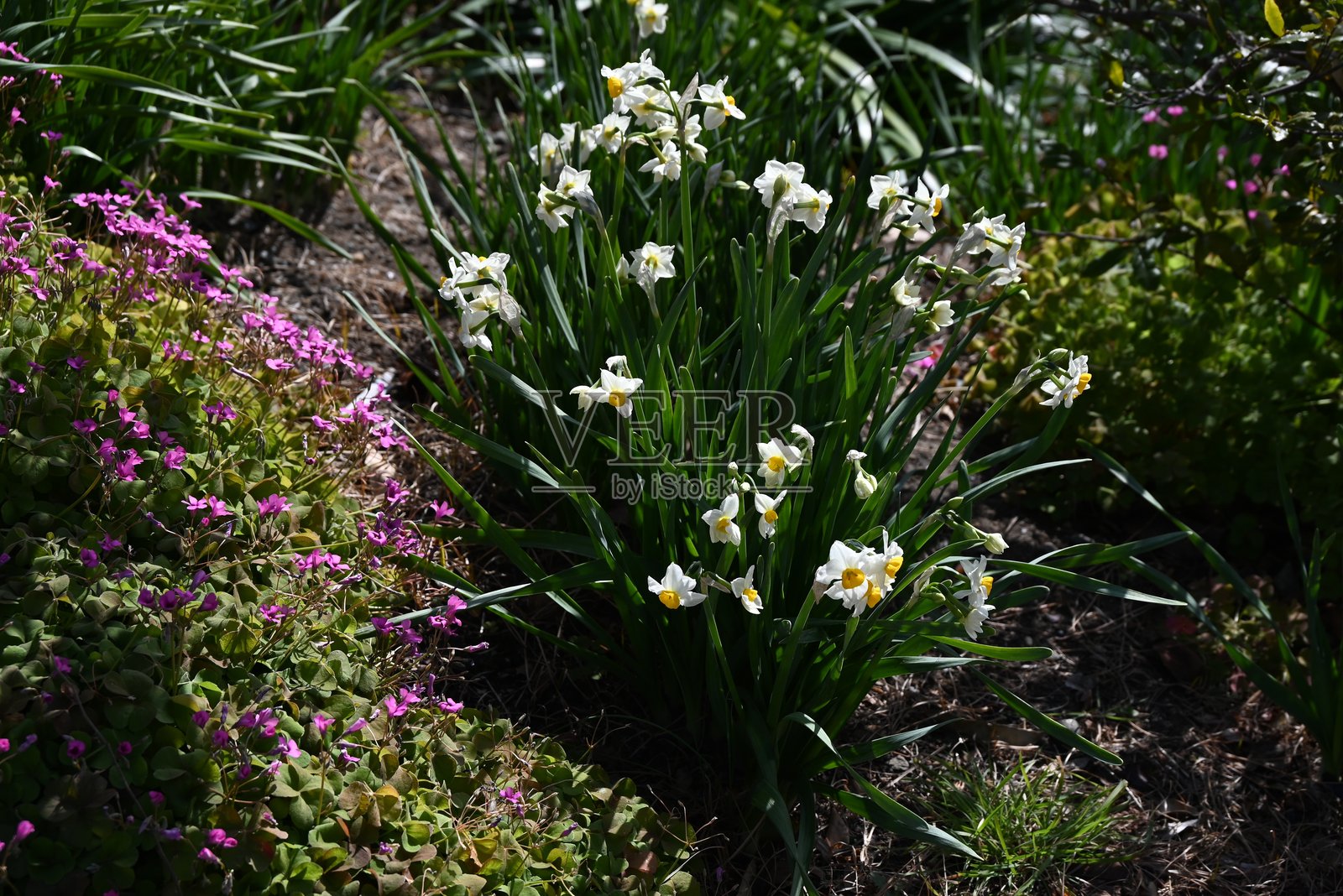水仙花。石蒜科多年生球根植物。照片摄影图片