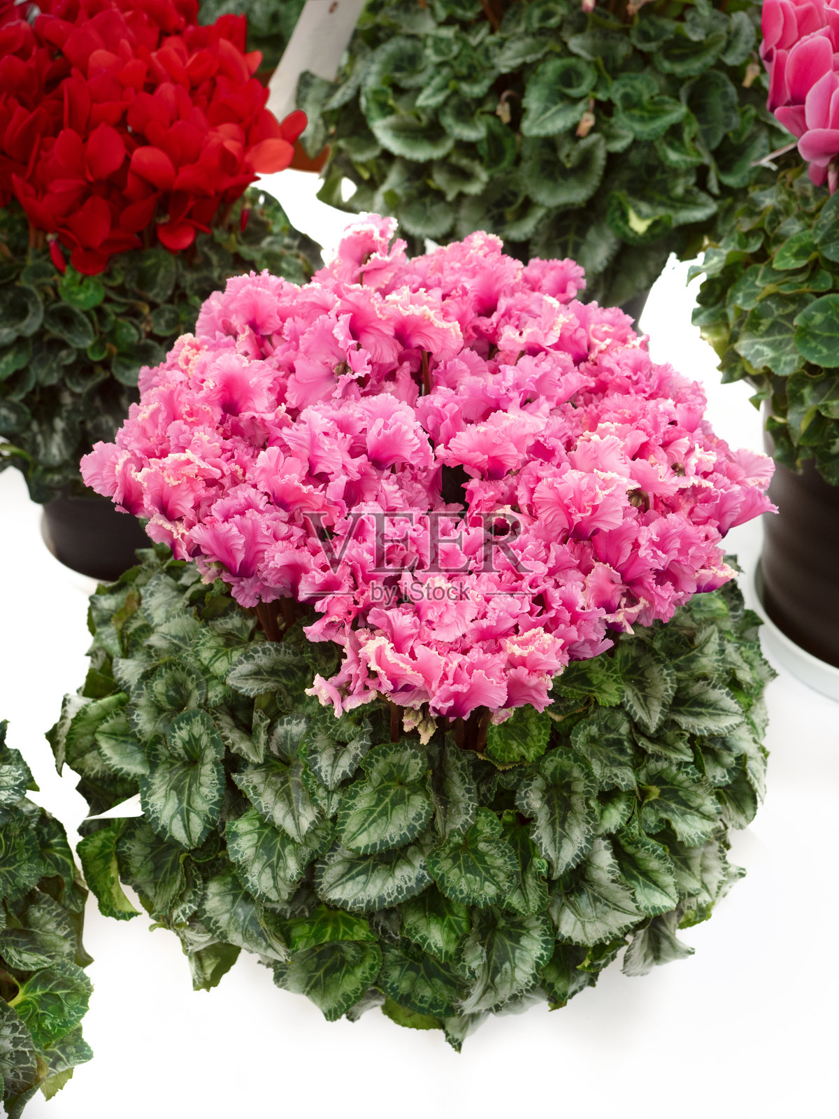 盆栽的仙客来照片摄影图片