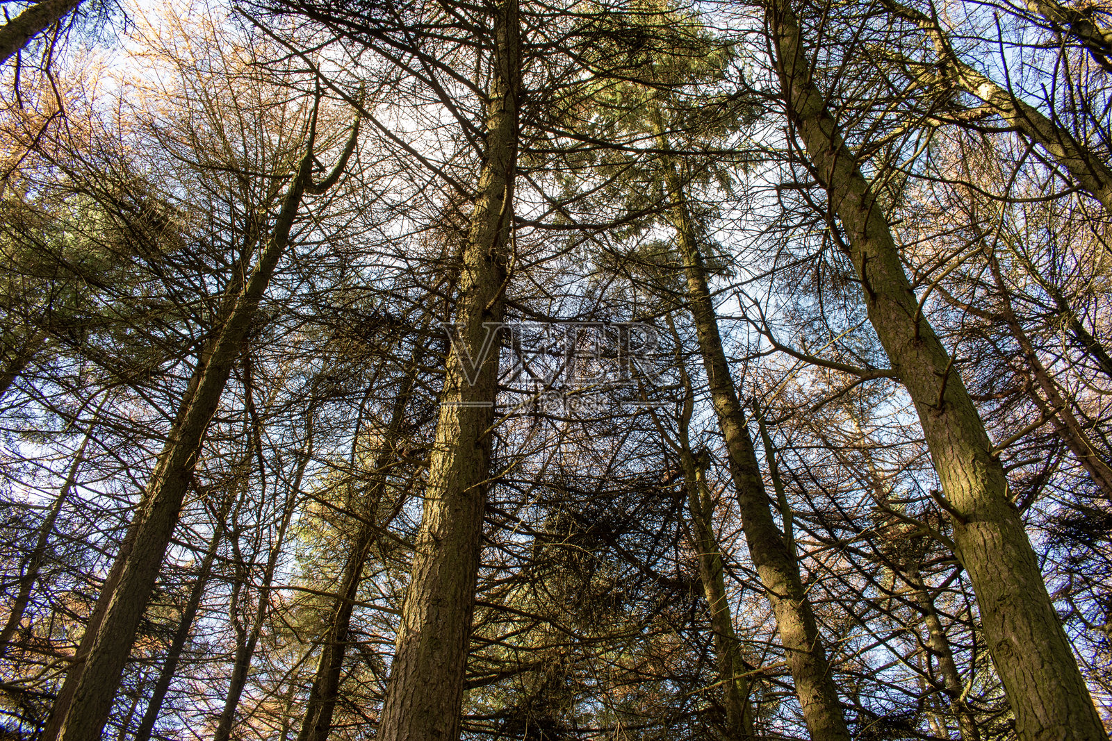 阳光明媚的日子里,树木在明亮的阳光下拍摄。照片摄影图片