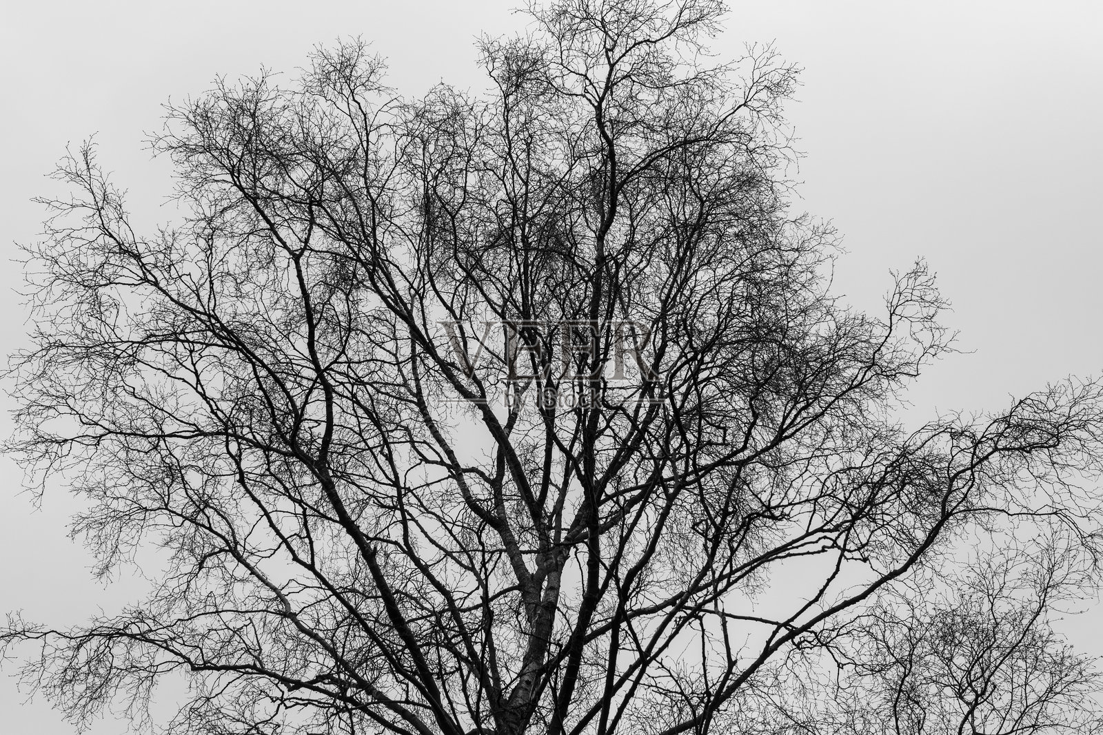 黑白树木,底部不明显照片摄影图片