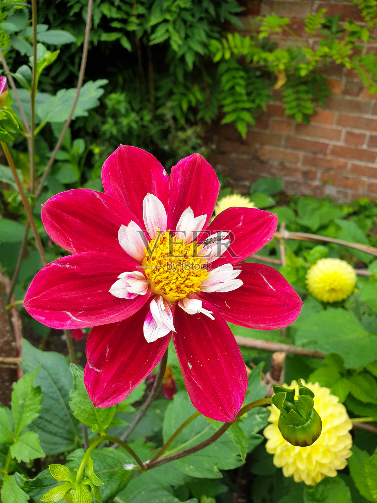 德比郡(英国)花园中盛开的大丽花照片摄影图片