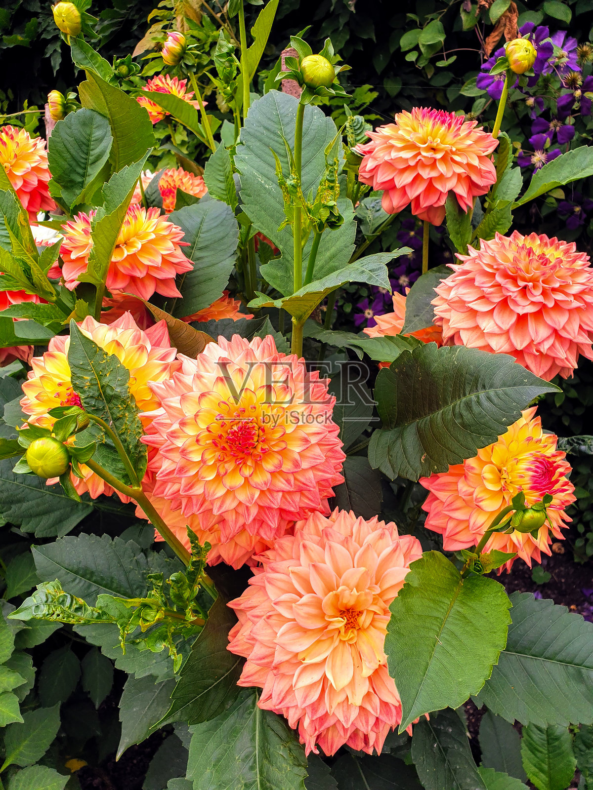 德比郡(英国)花园中盛开的大丽花照片摄影图片