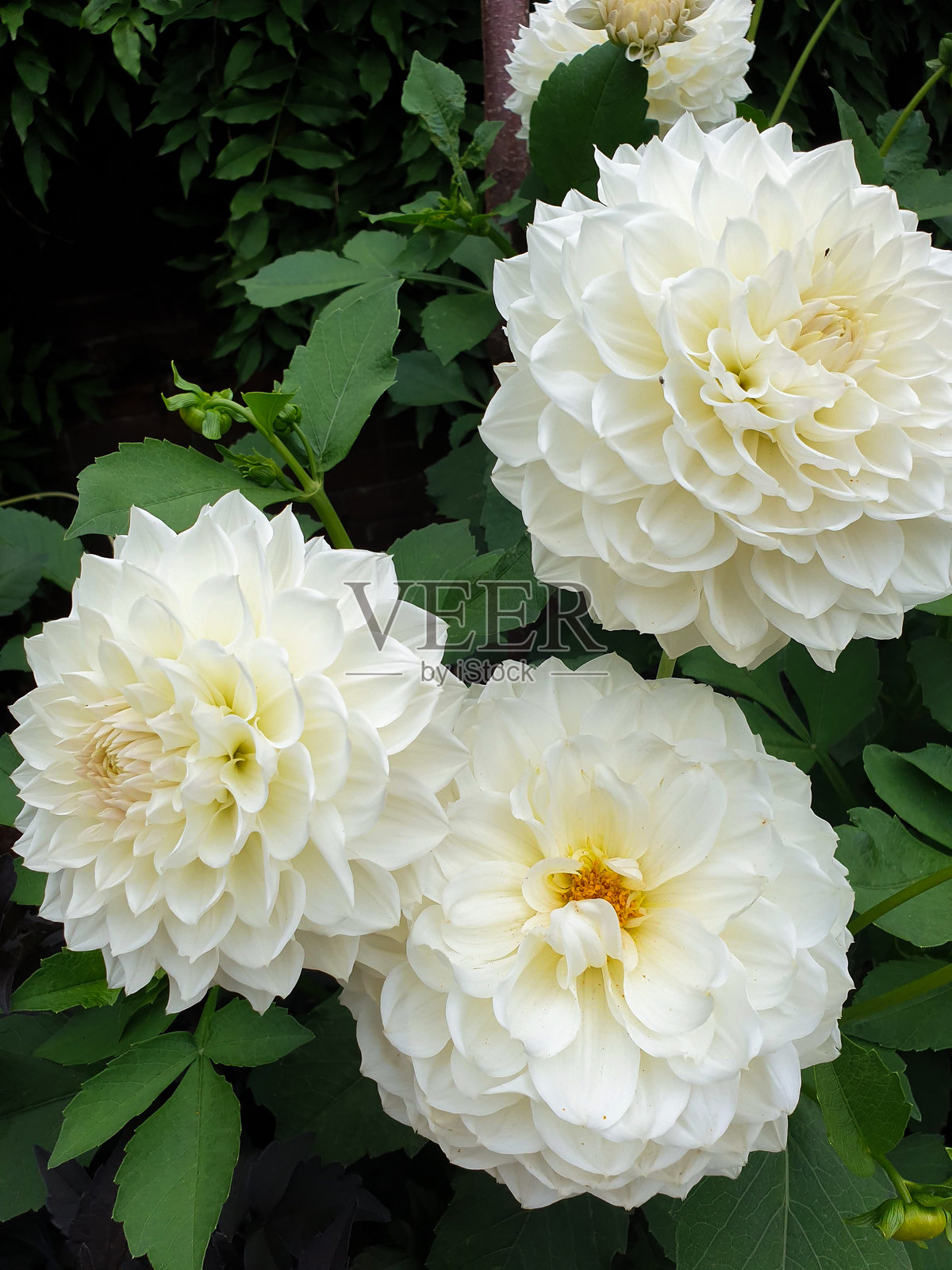 德比郡(英国)花园中盛开的大丽花照片摄影图片