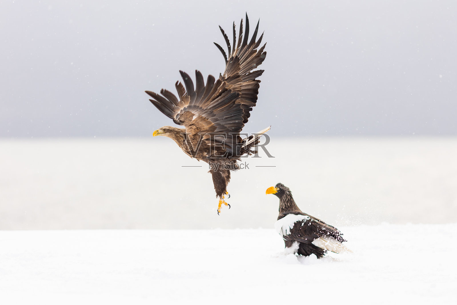 白尾海雕在冬季捕猎鱼类照片摄影图片