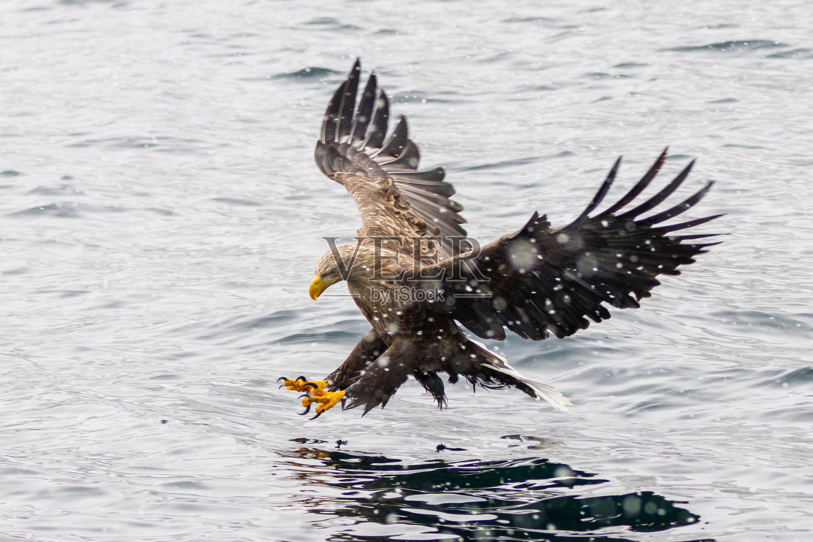 白尾海雕即将捕捉鱼类照片摄影图片