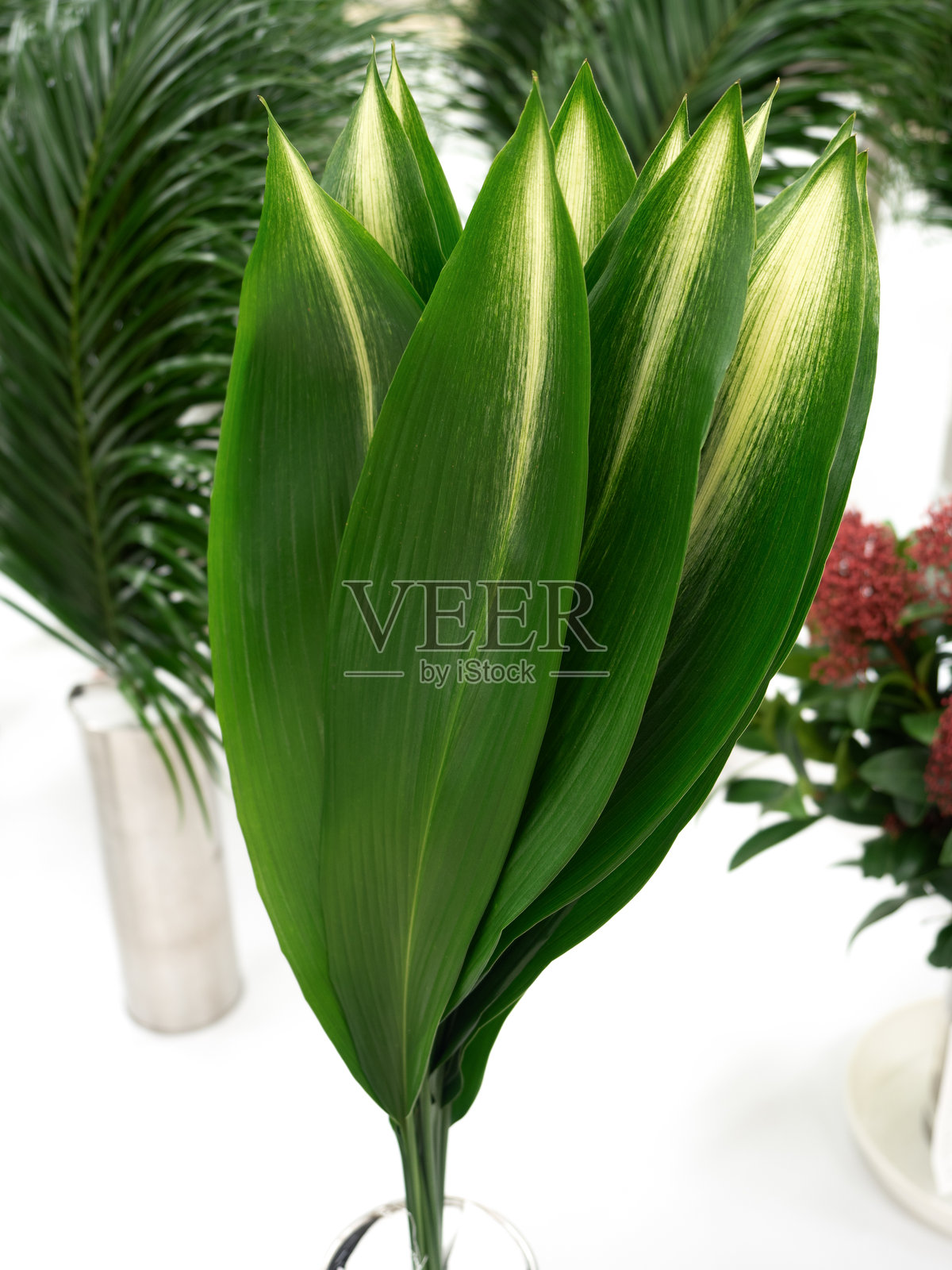 哈兰叶照片摄影图片